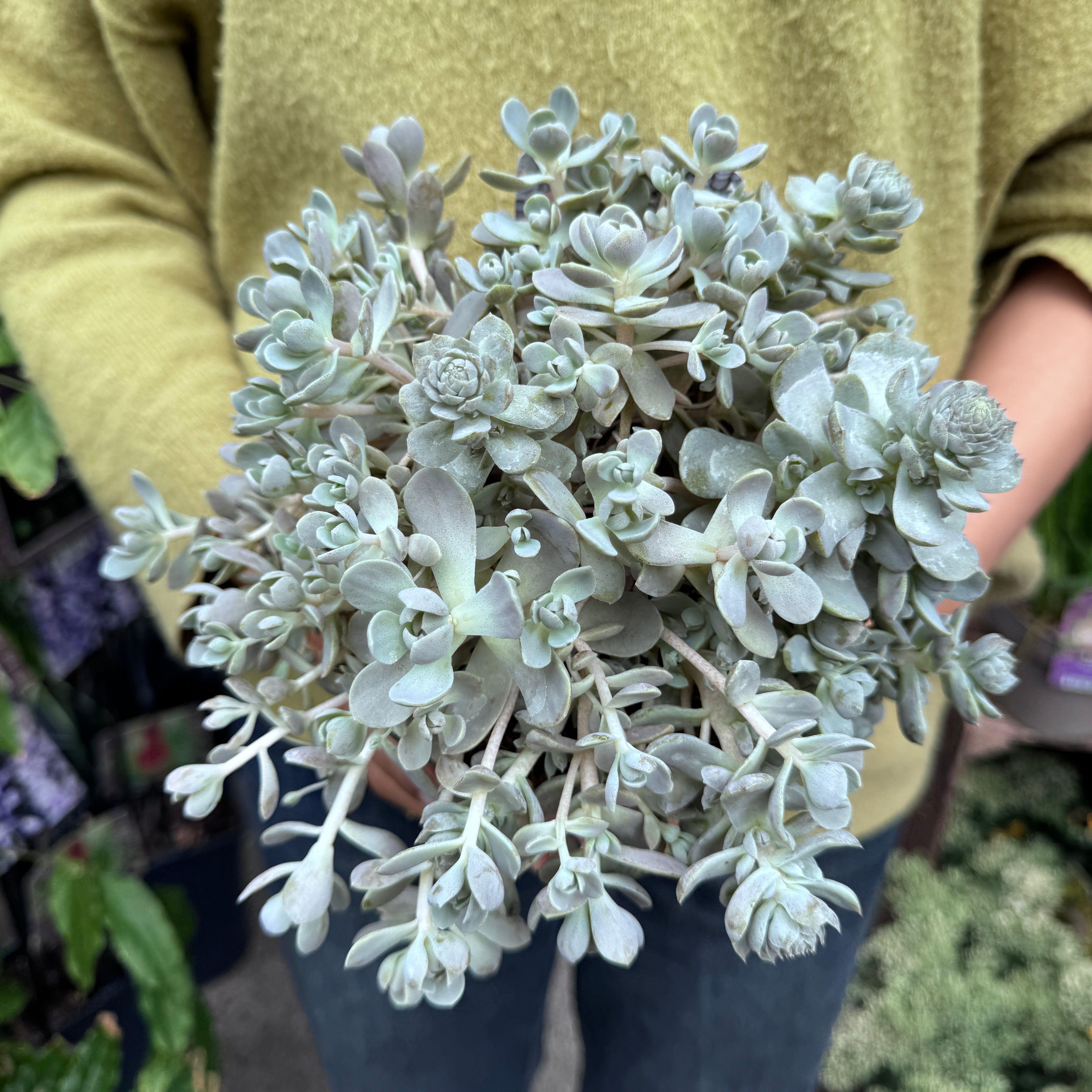 Orostachys iwarenge 'Chinese Hat'