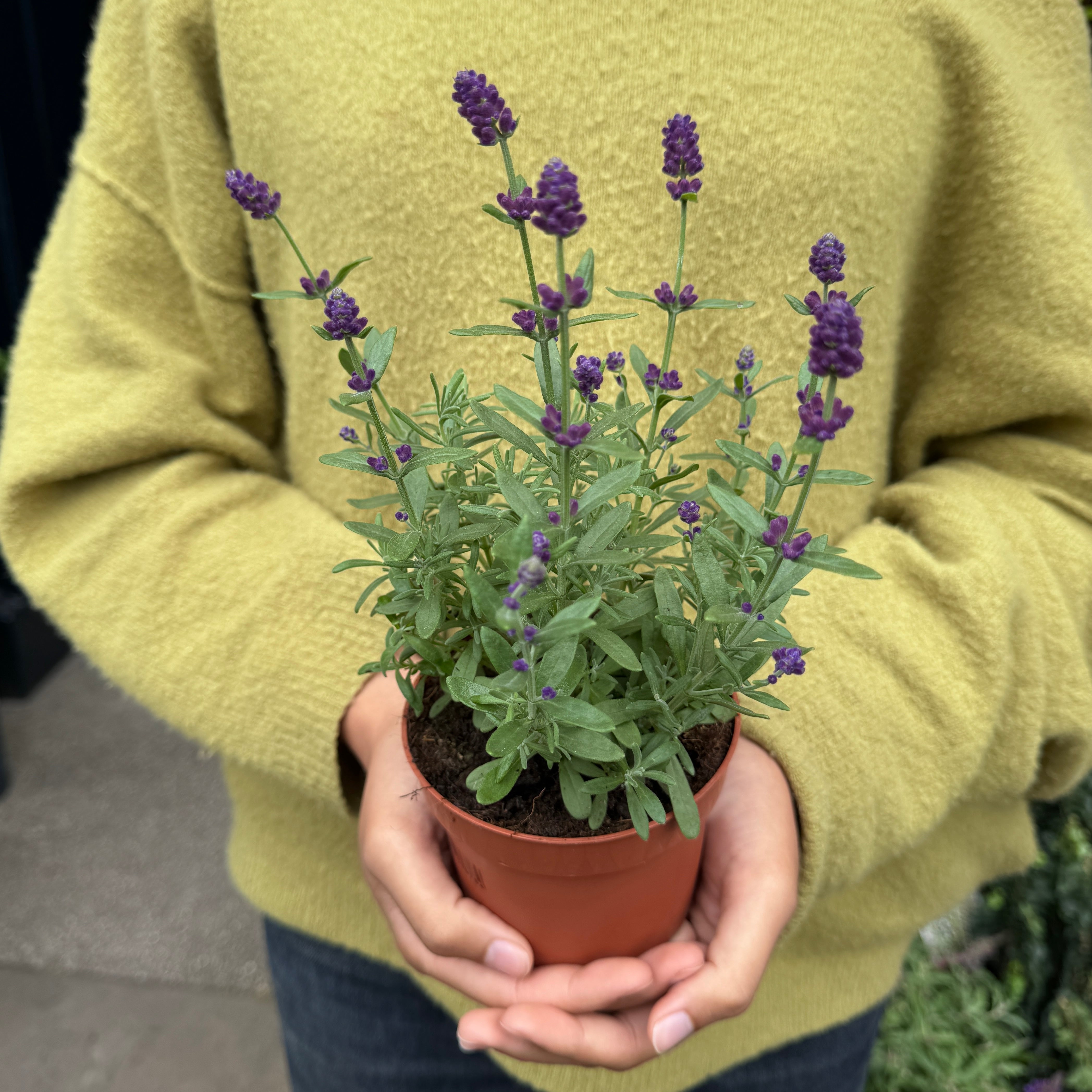 Lavandula angustifolia