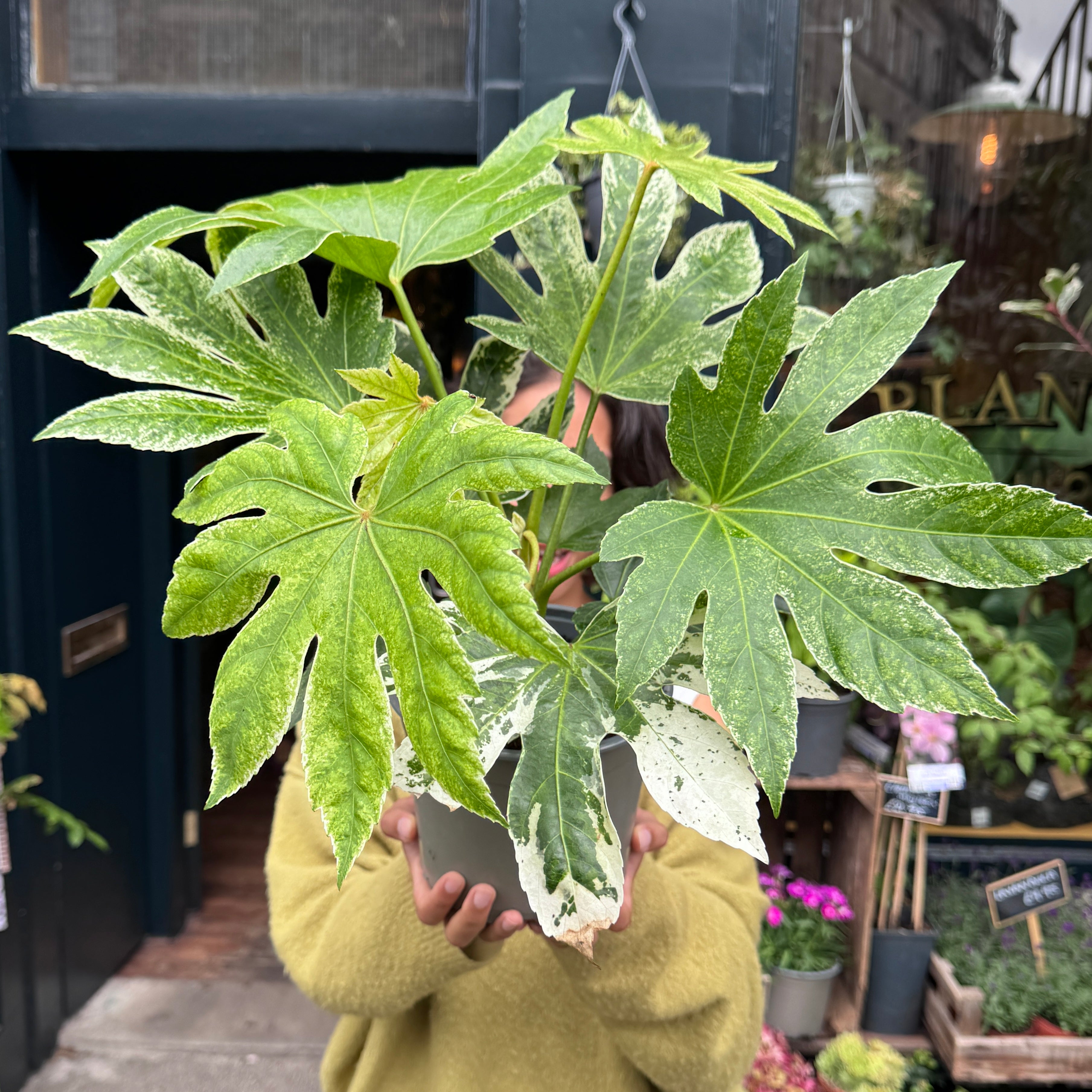 Fatsia japonica 'Spider's Web'
