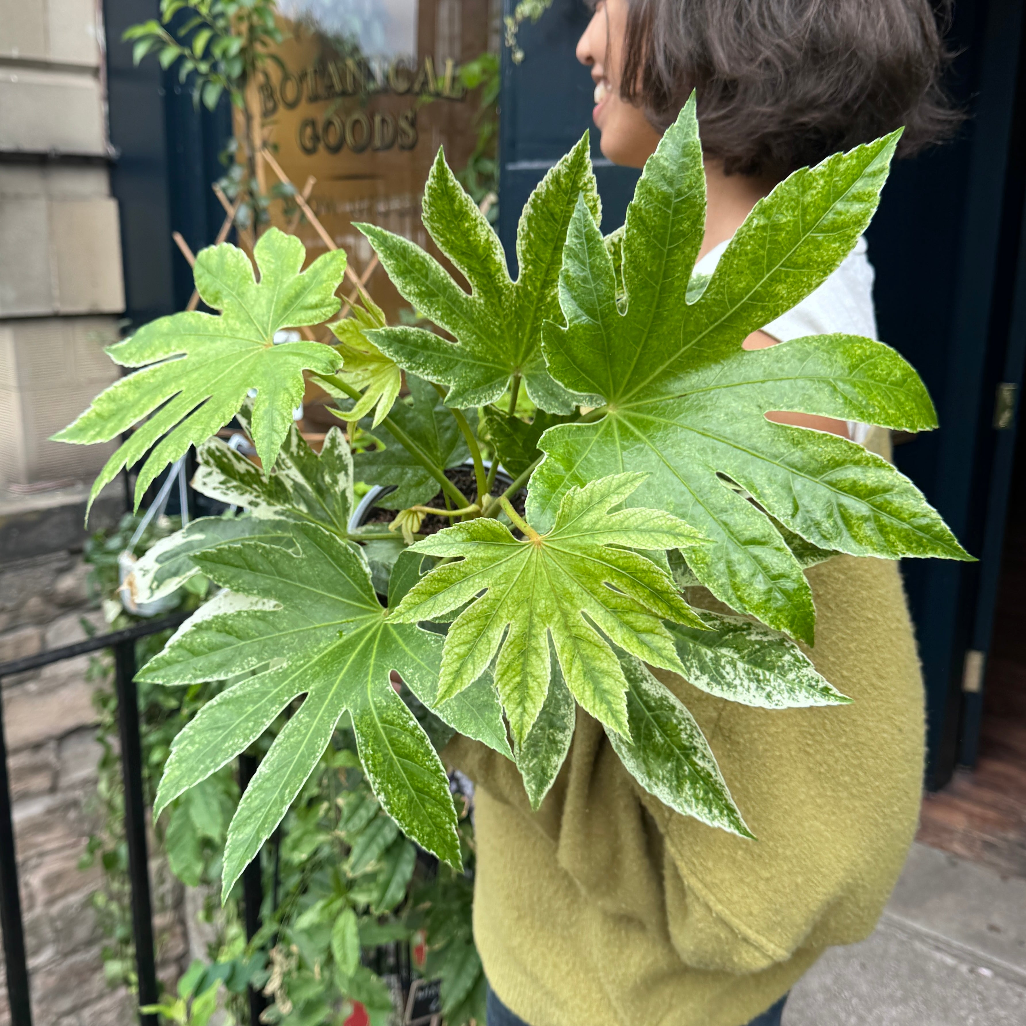 Fatsia japonica 'Spider's Web'