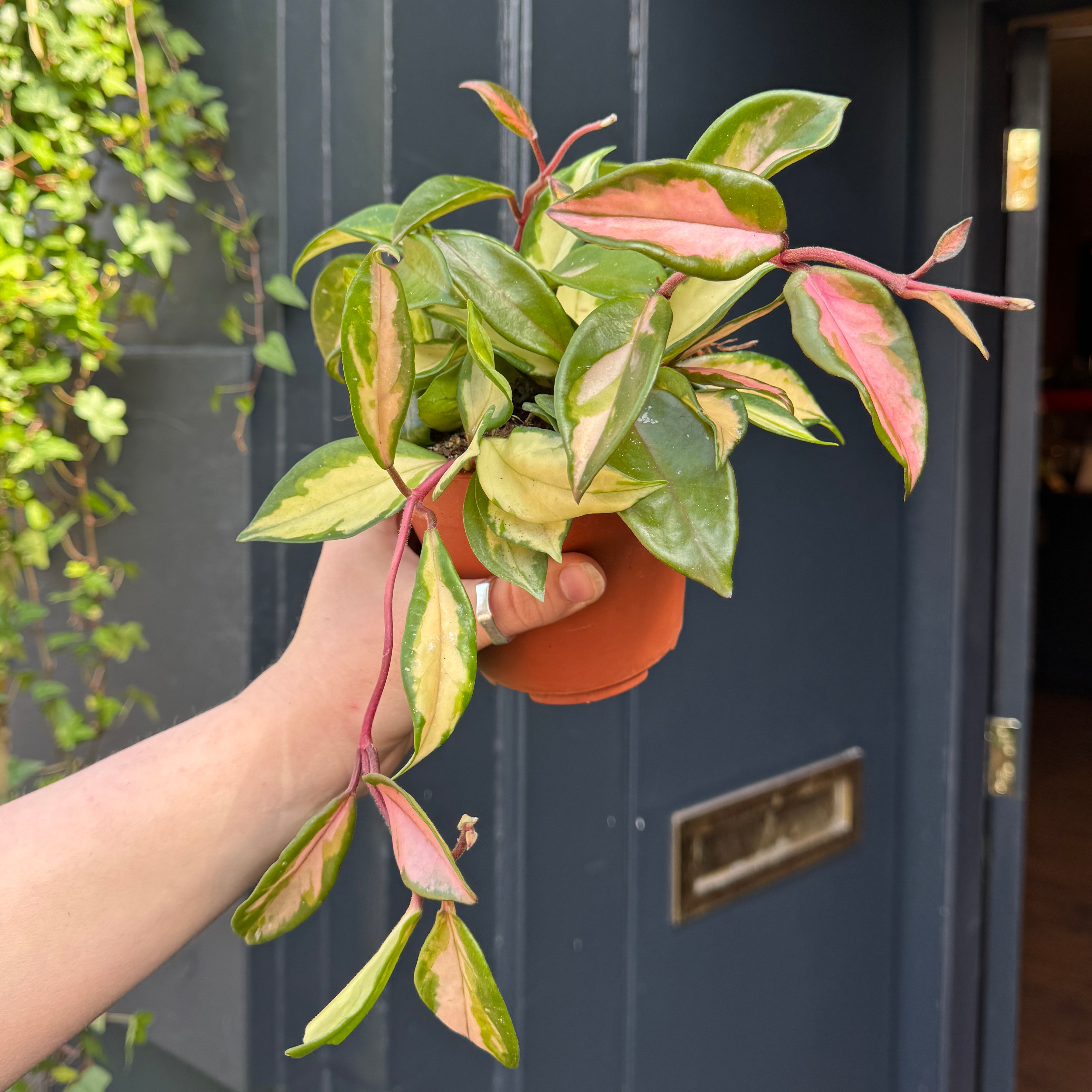 Hoya carnosa ‘Tricolor'