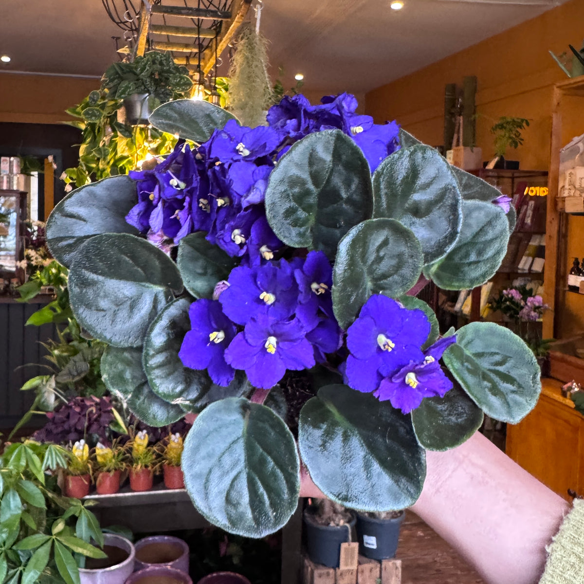 Saintpaulia 'Blue'
