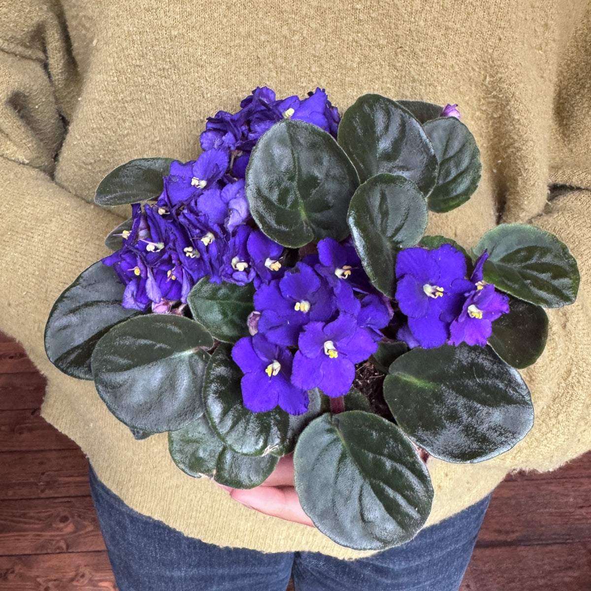Saintpaulia 'Blue'