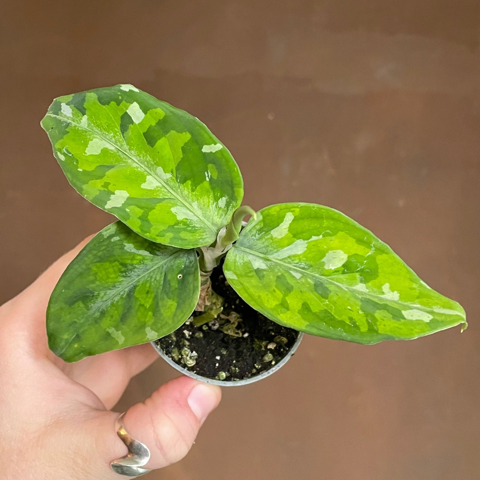 Aglaonema pictum 'Tricolour'