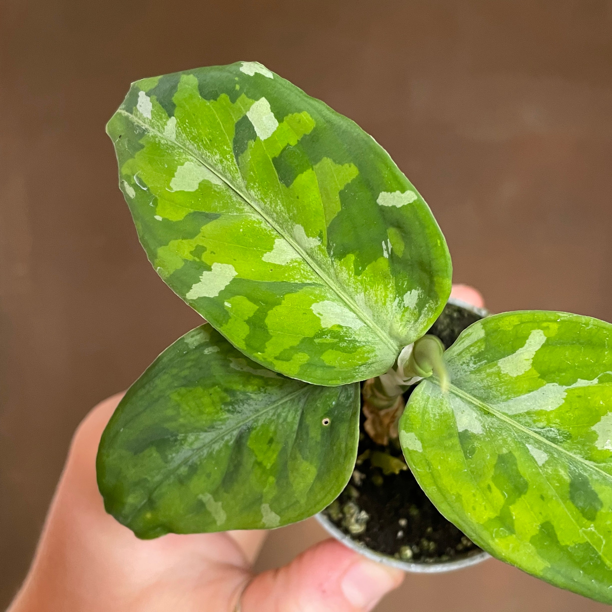 Aglaonema pictum 'Tricolour'
