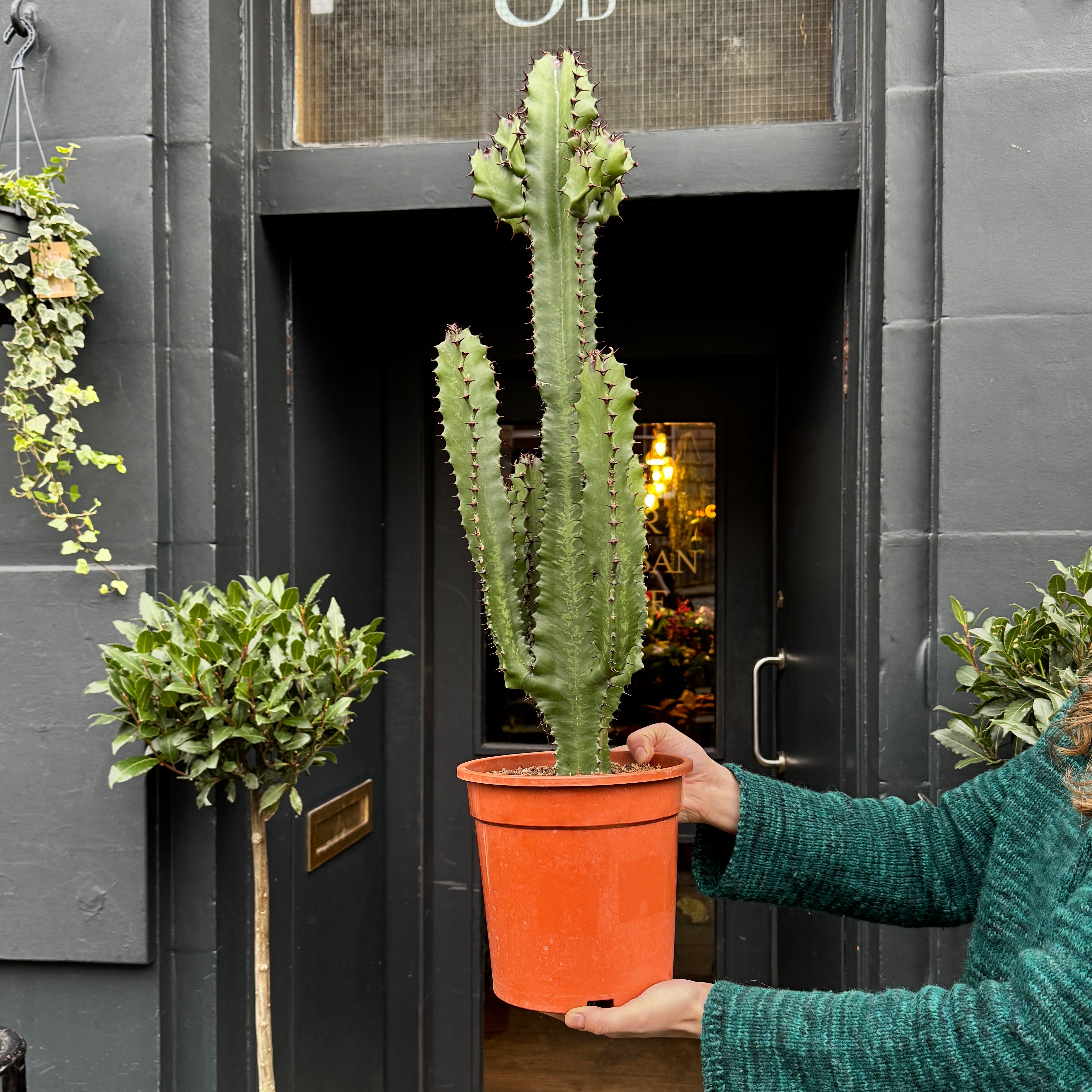 Euphorbia canariensis