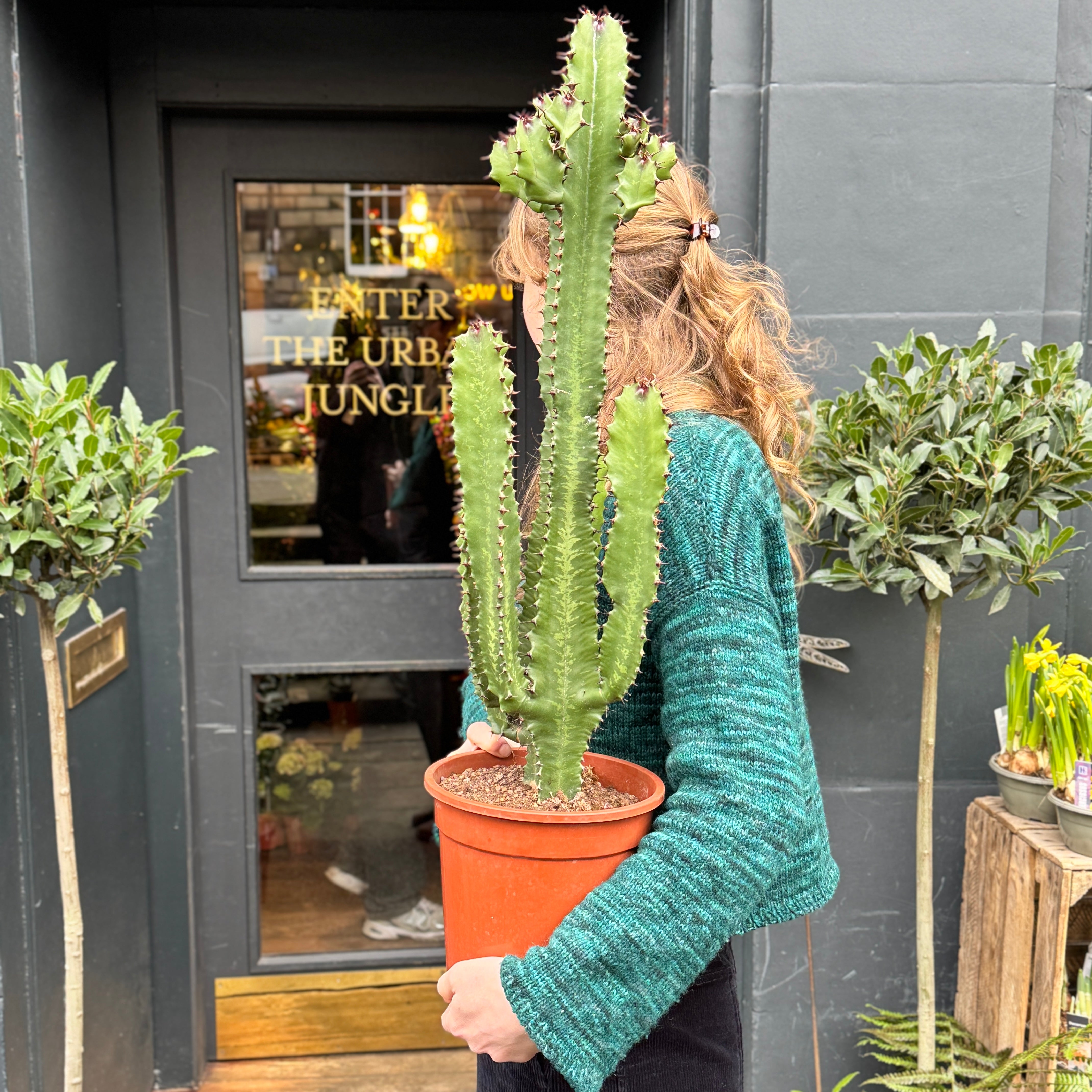 Euphorbia canariensis