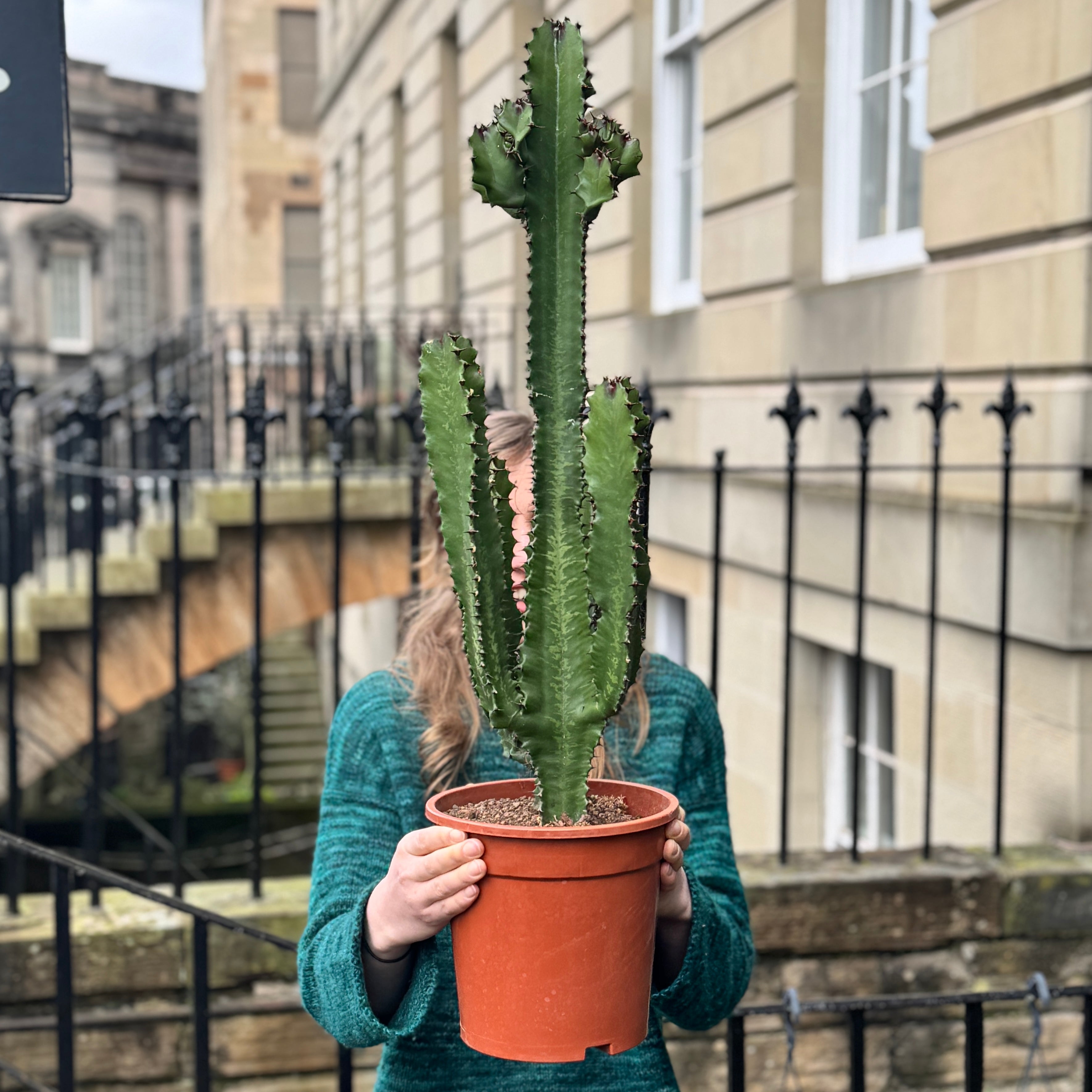 Euphorbia canariensis