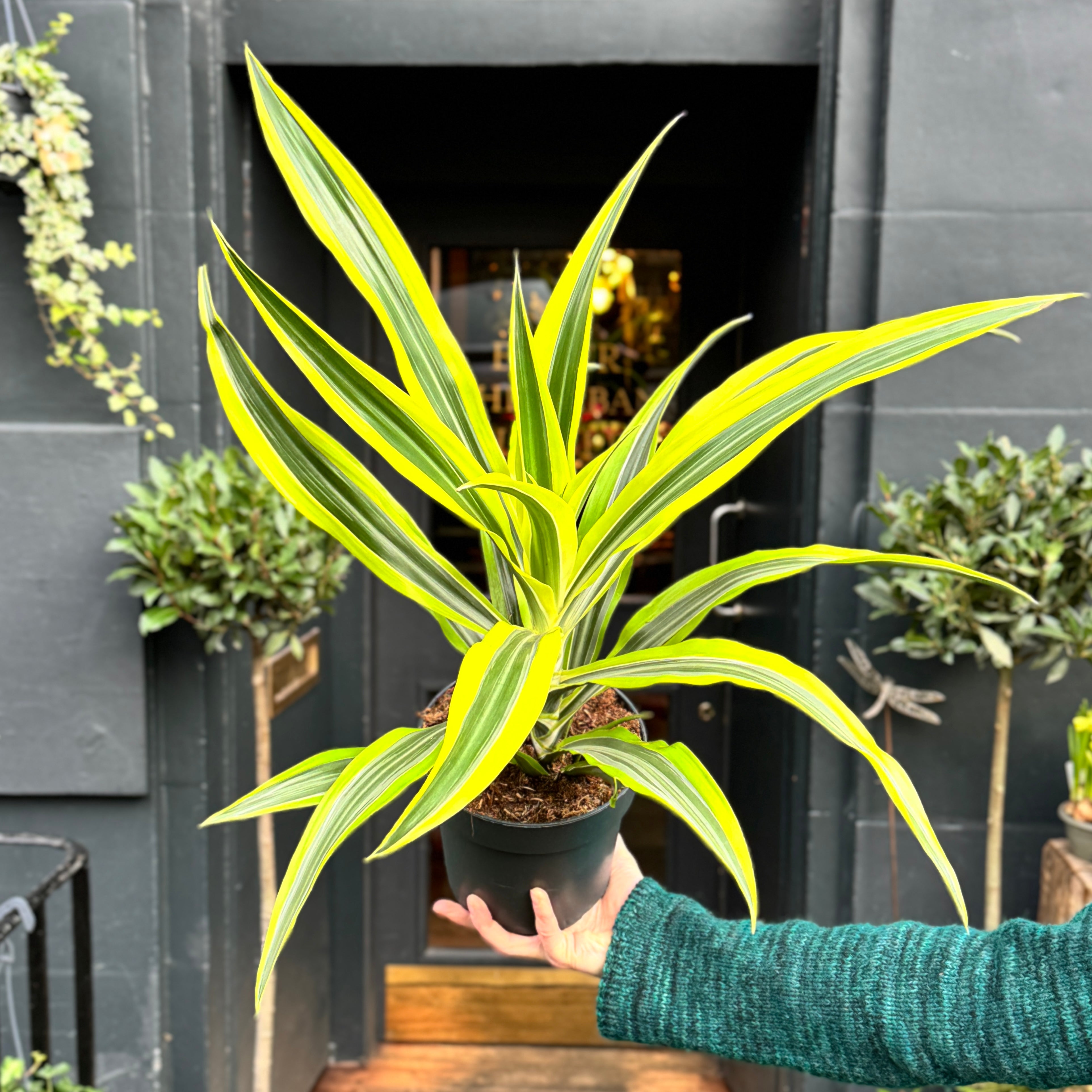 Dracaena ‘Lemon Lime’