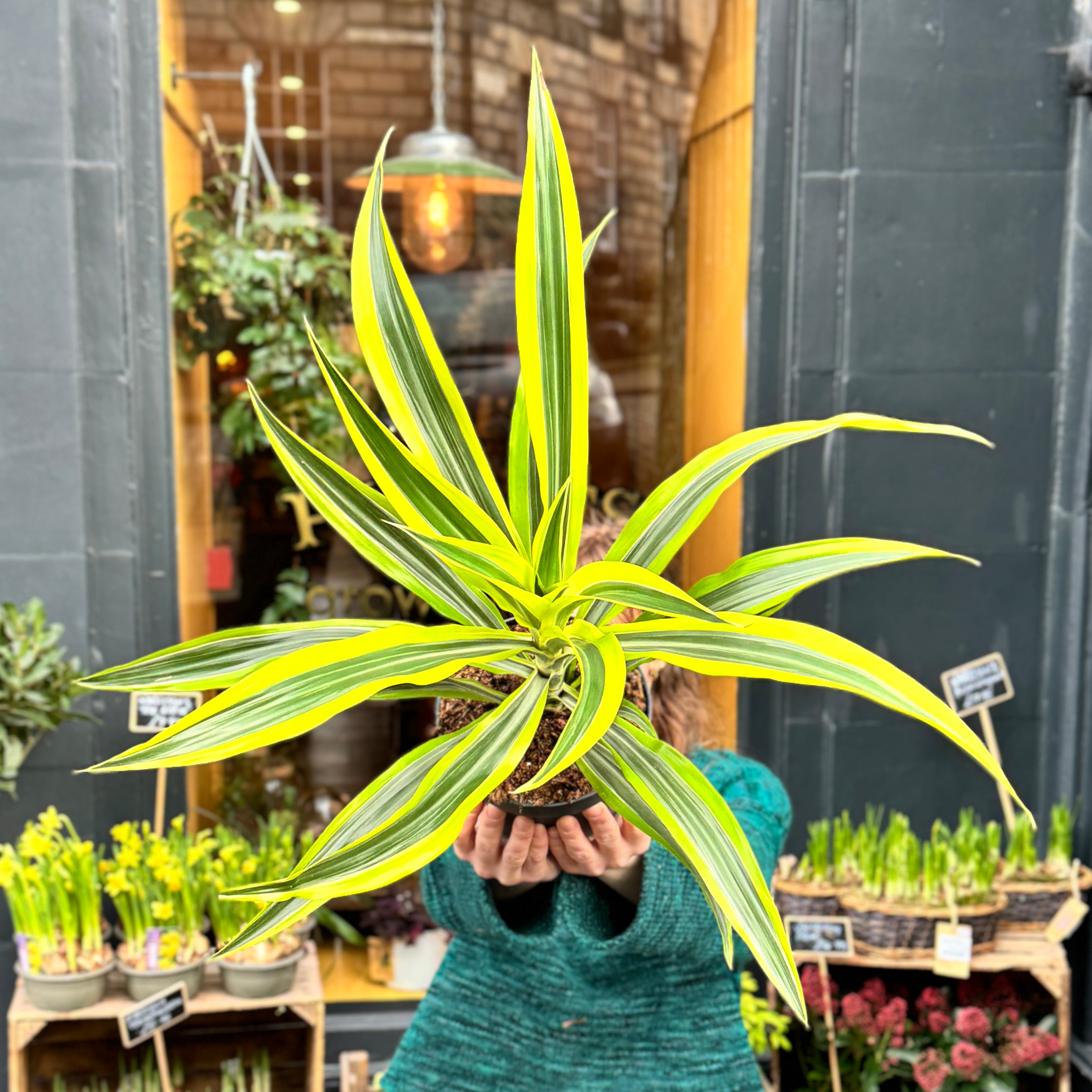 Dracaena ‘Lemon Lime’