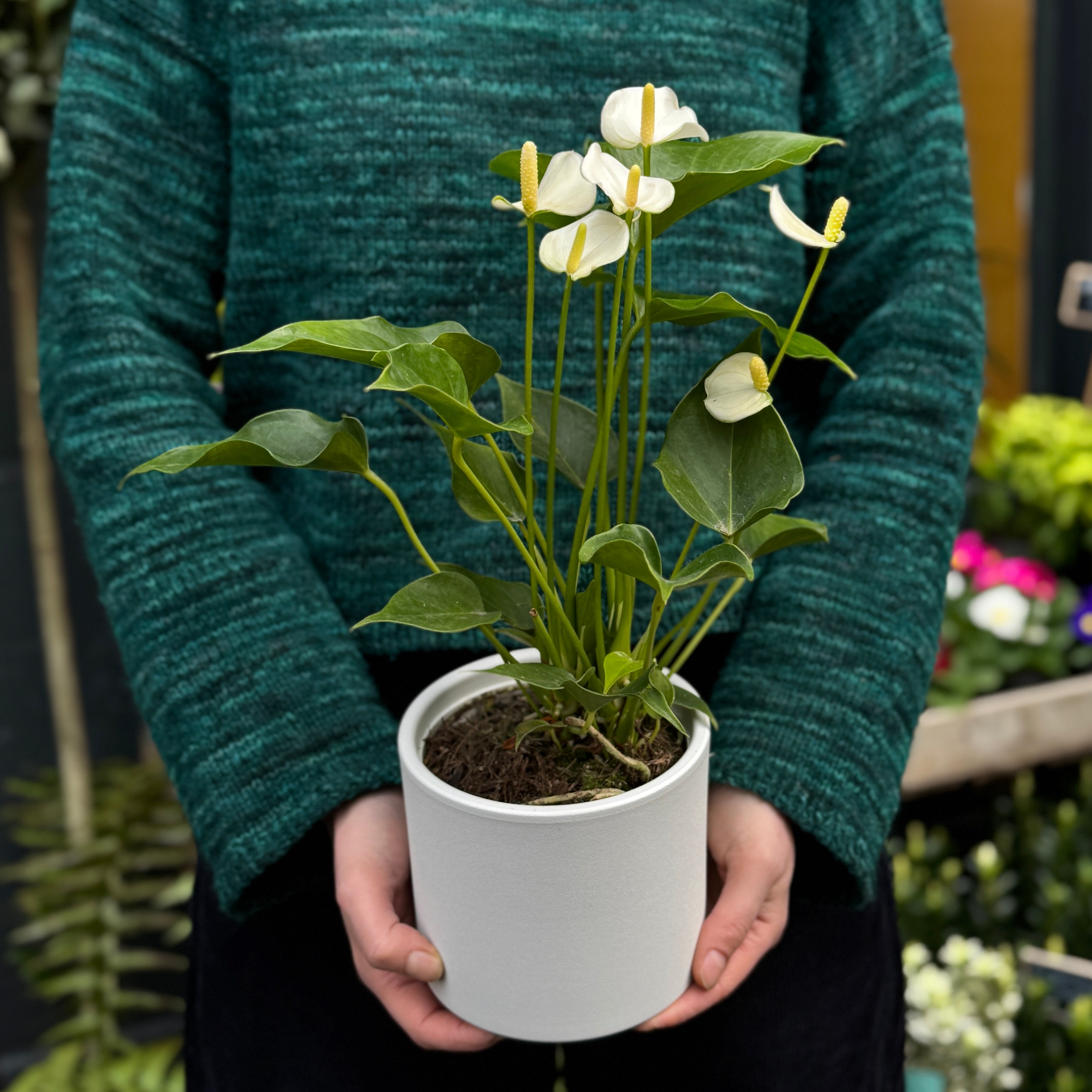 Anthurium ‘Royal White Champion’