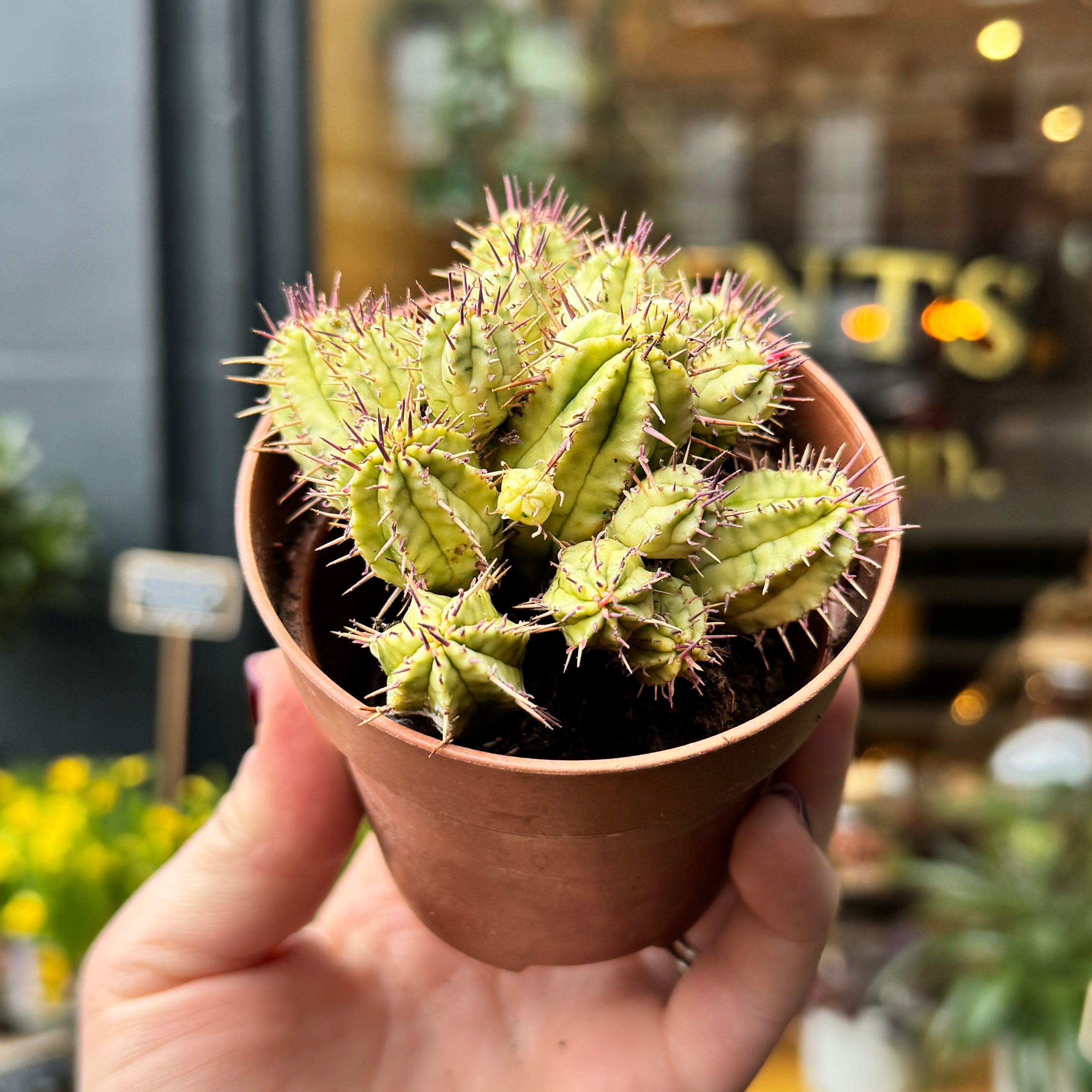 Euphorbia aggregata f. variegata