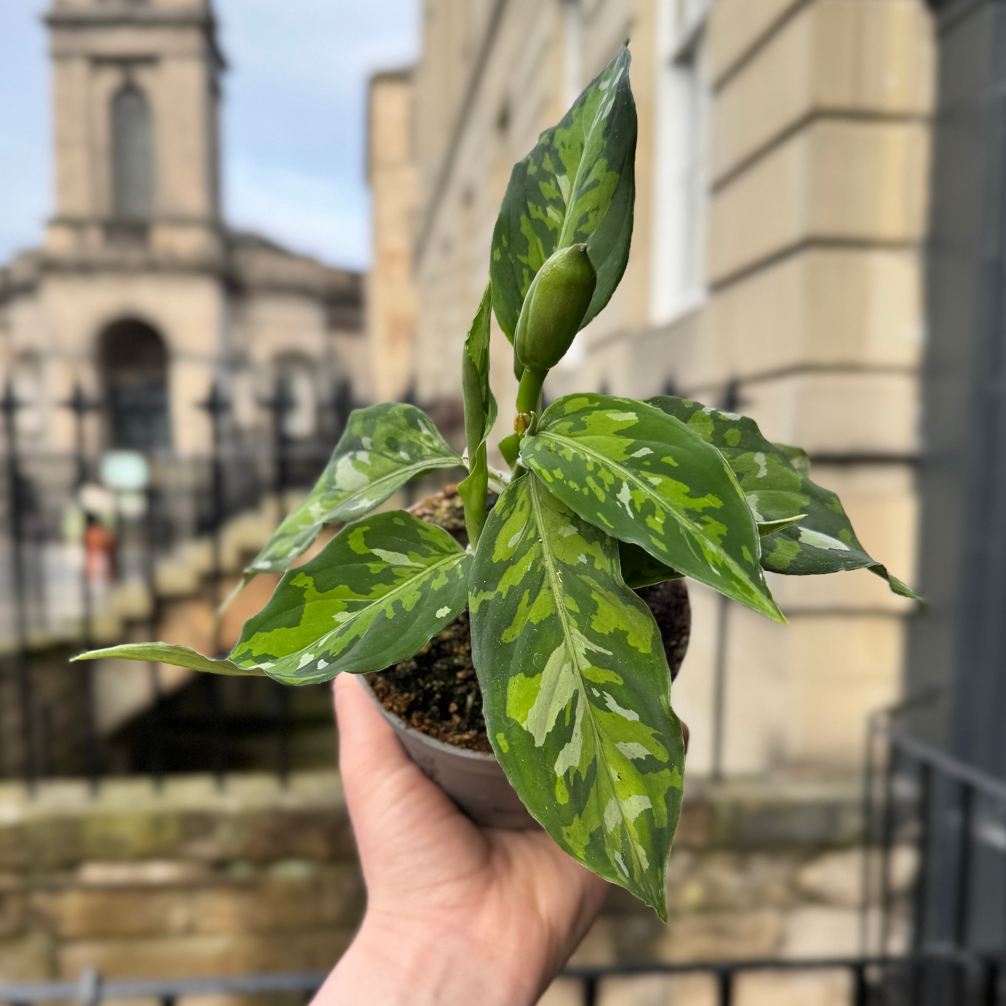 Aglaonema pictum 'Tricolour'
