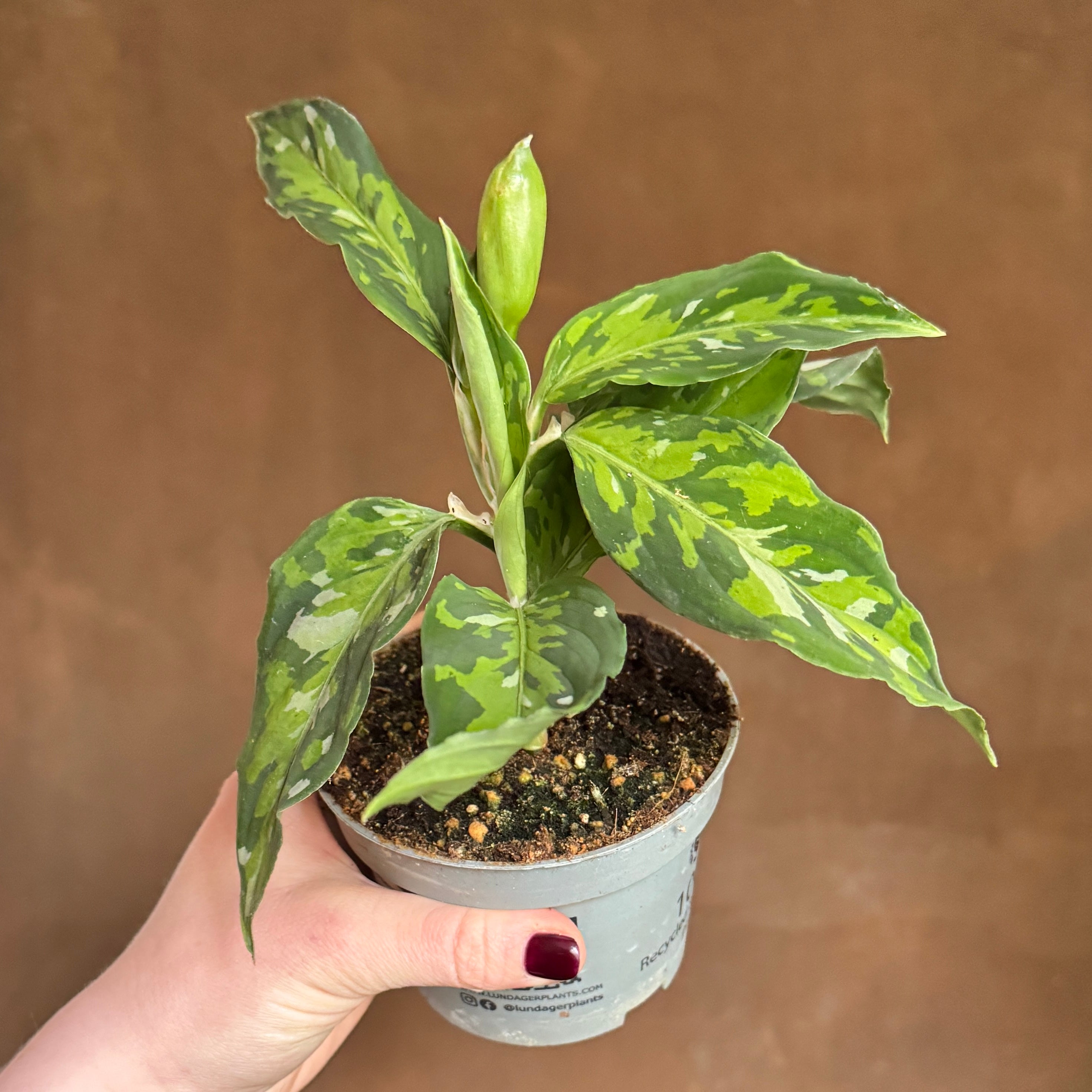 Aglaonema pictum 'Tricolour'