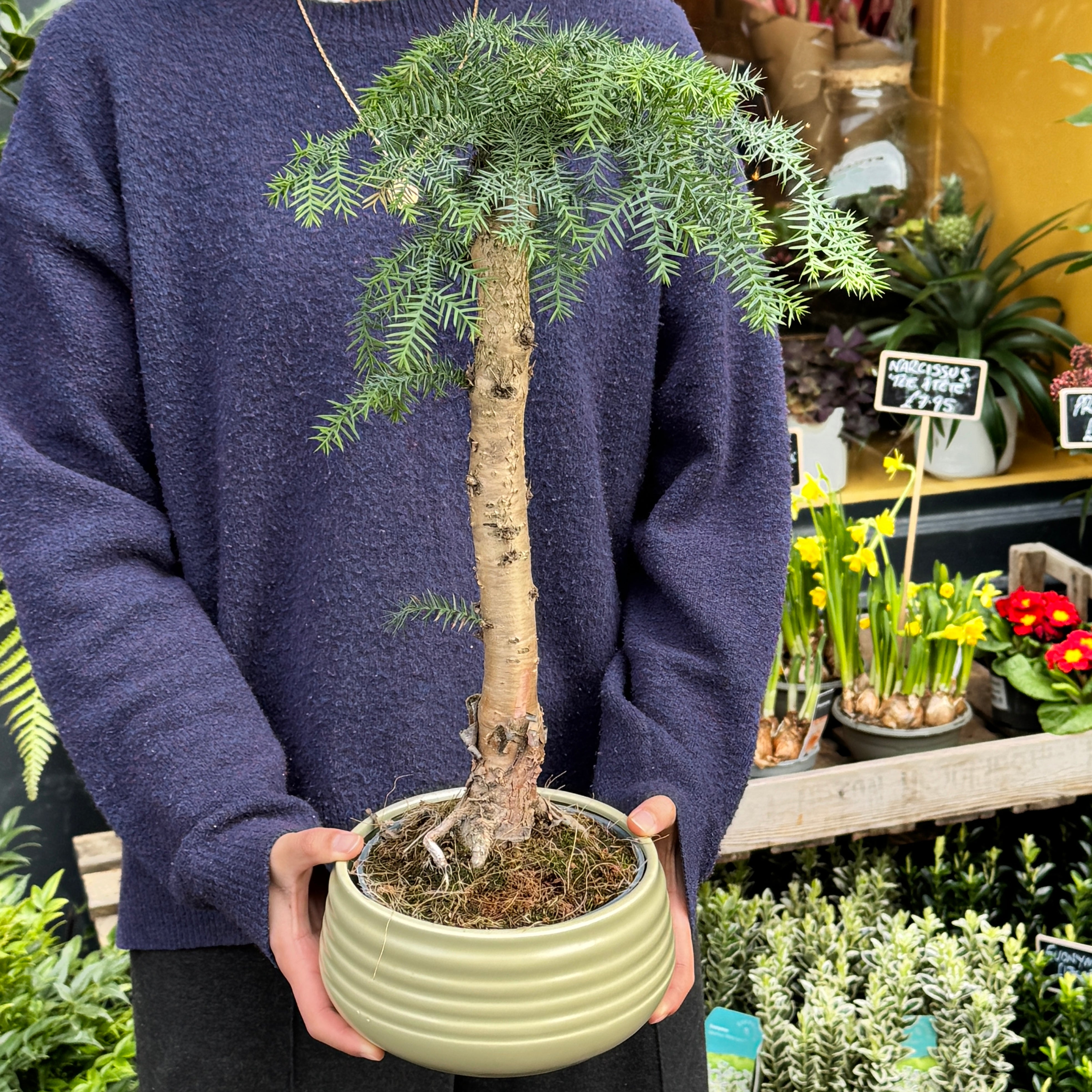 Bonsai-Style Araucaria Tree in Ripple Ceramic Pot