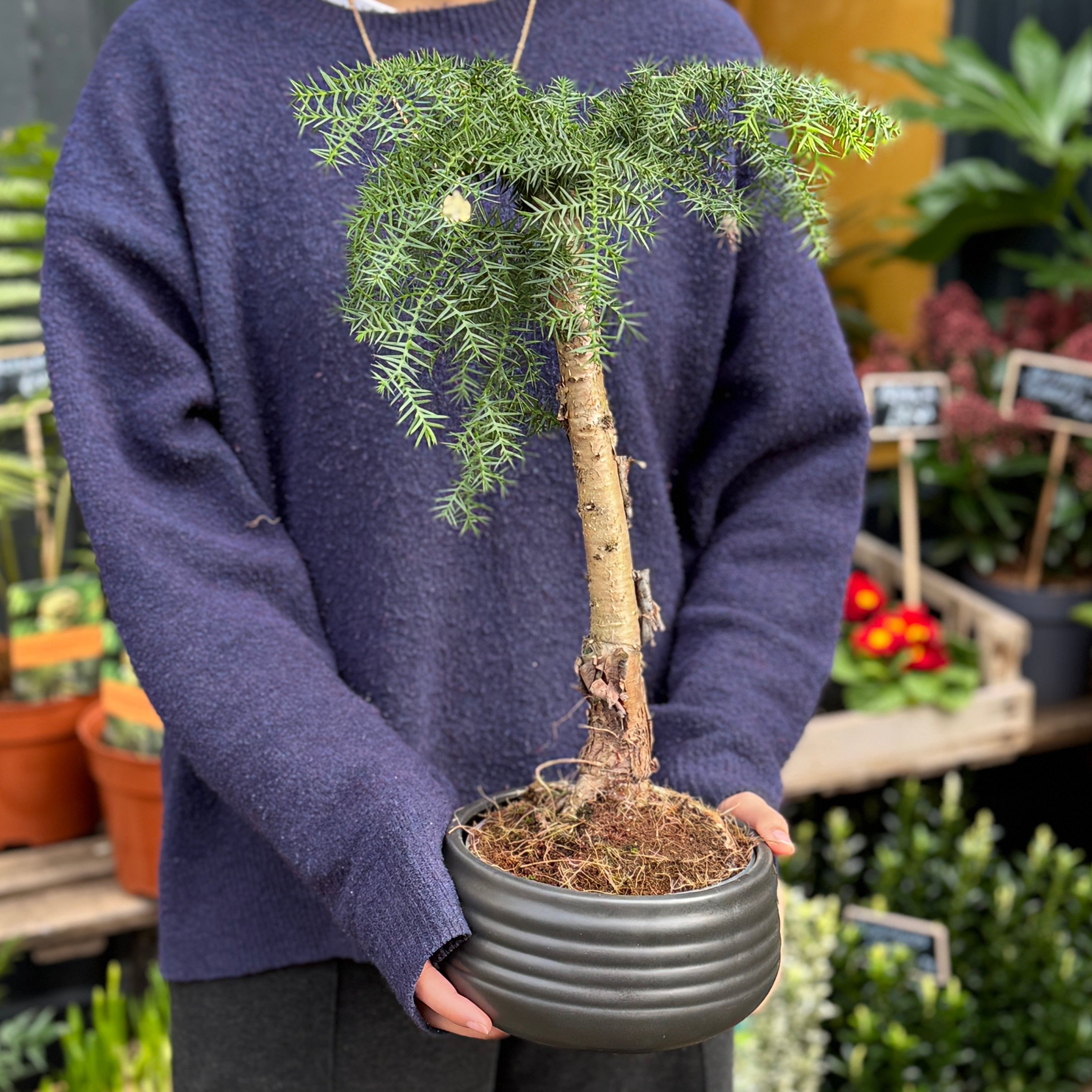 Bonsai-Style Araucaria Tree in Ripple Ceramic Pot