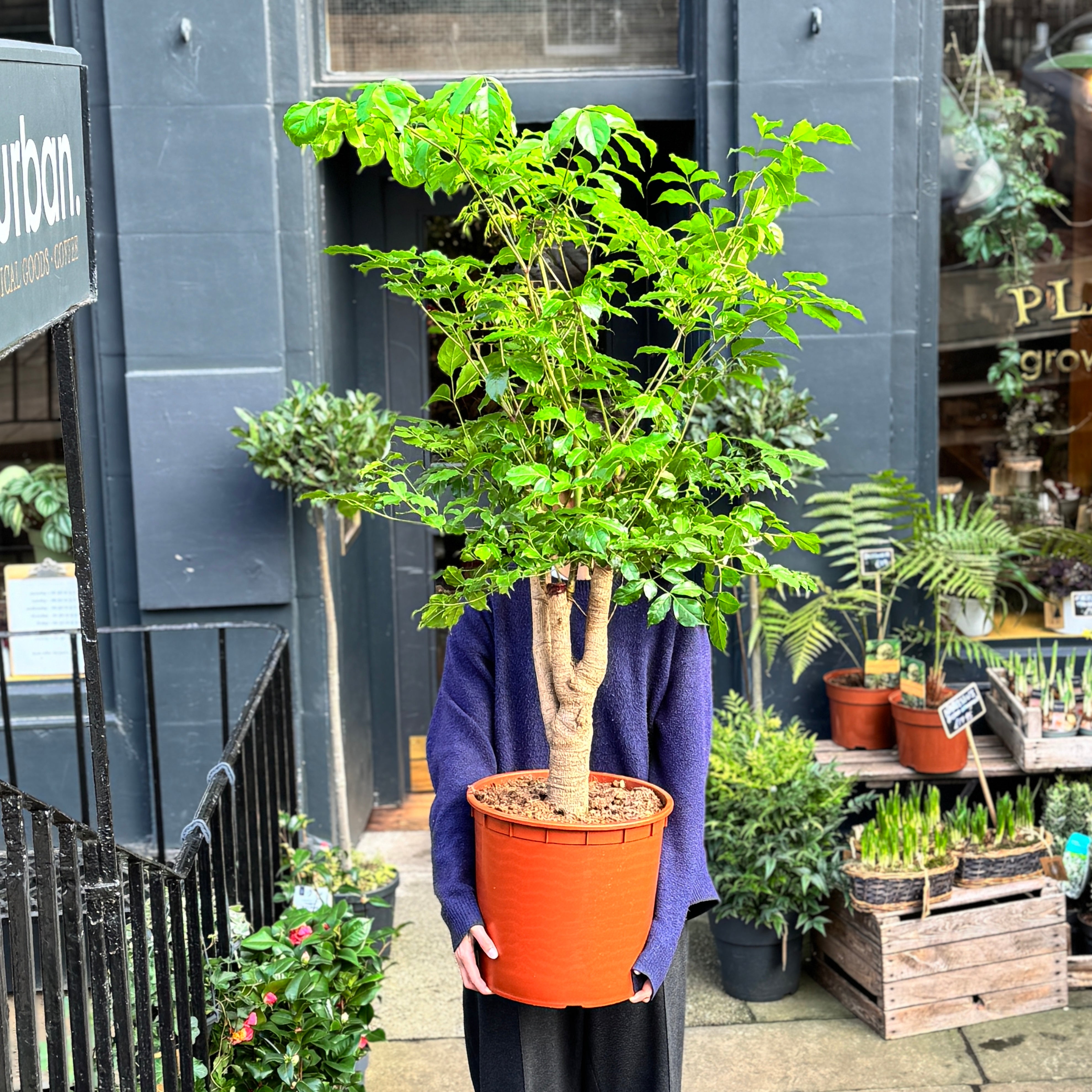 Heteropanax chinensis (34cm pot)