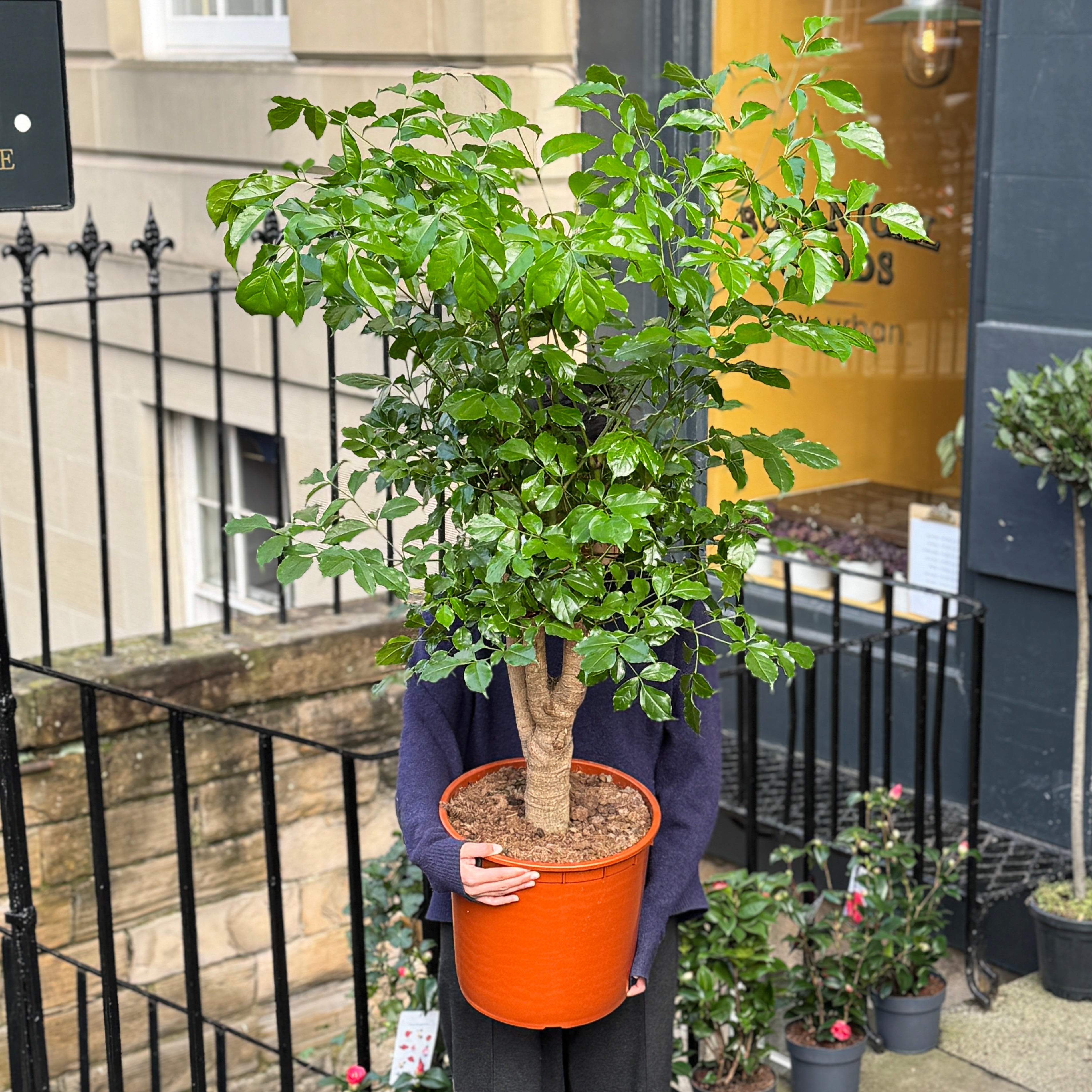 Heteropanax chinensis (34cm pot)