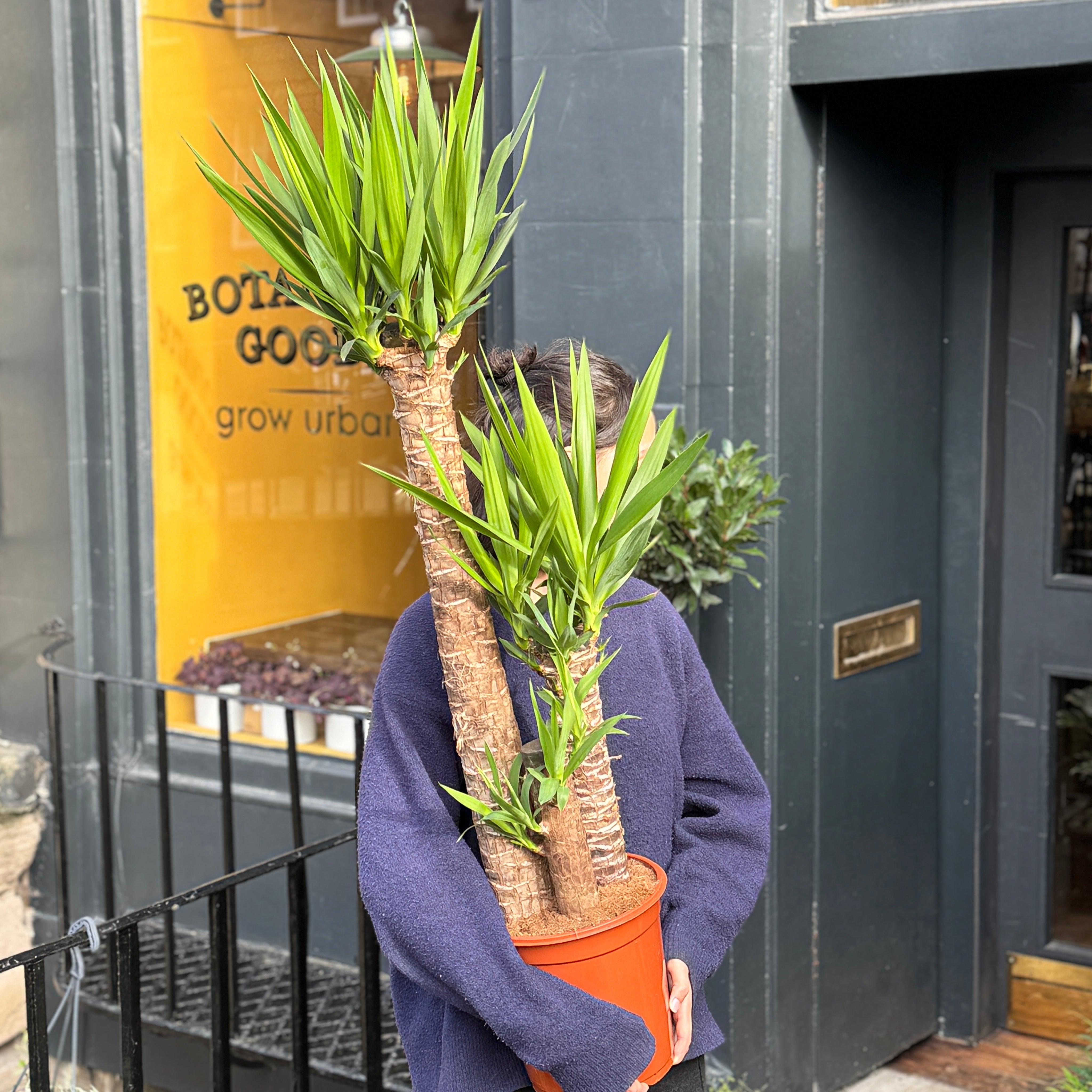 Yucca elephantipes (120cm)