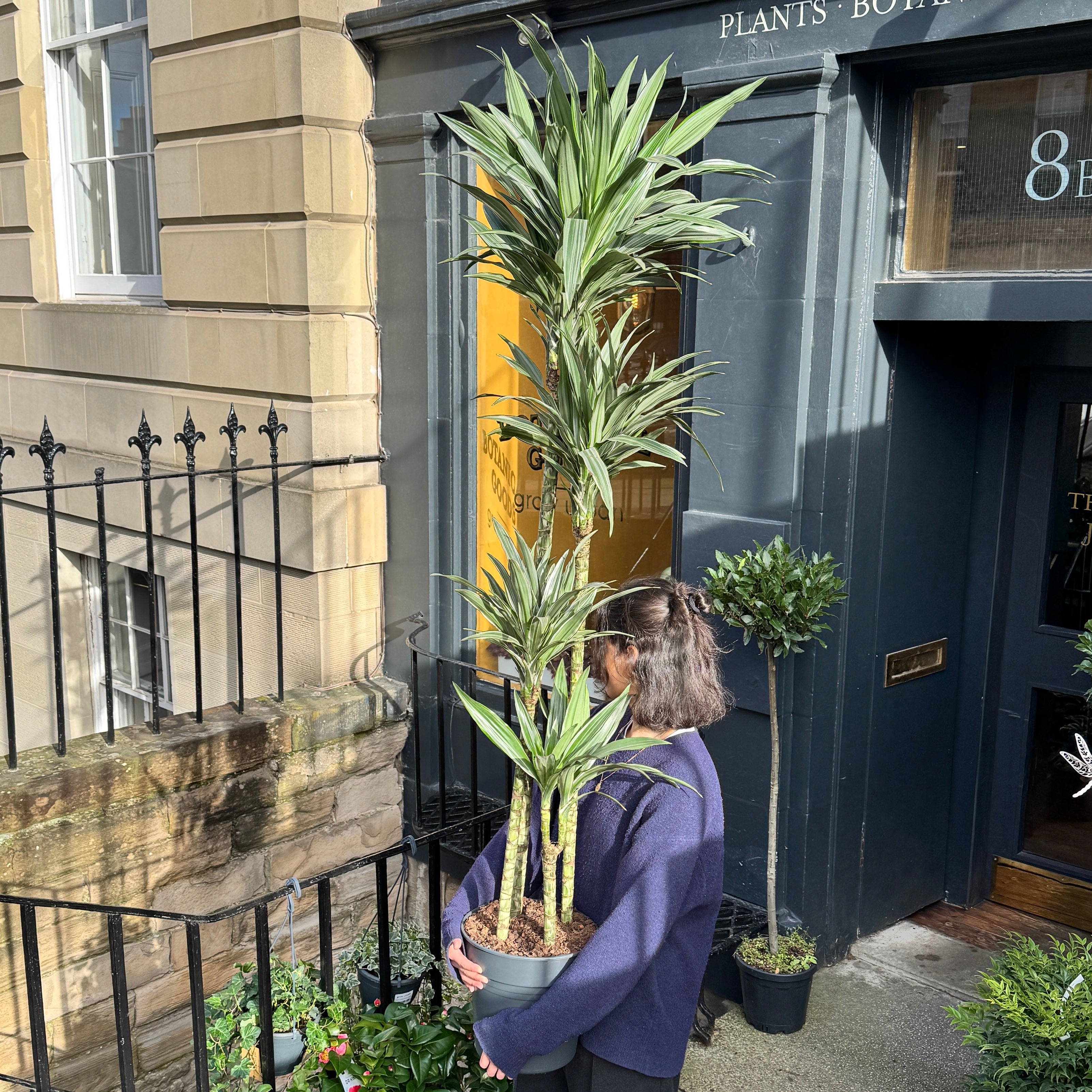 Dracaena 'Warneckii' (180cm)
