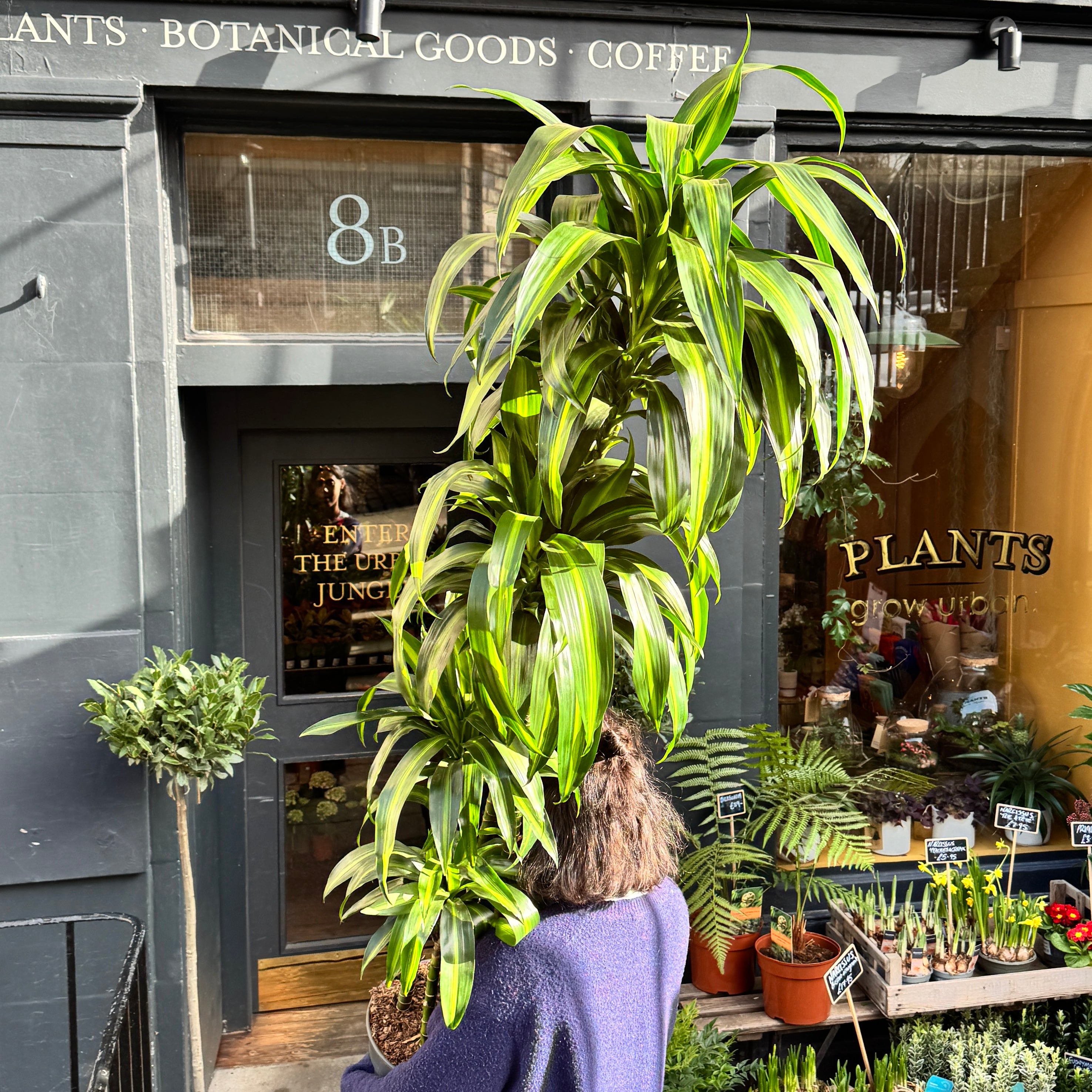 Dracaena 'Hawaiian Sunshine' (180cm)