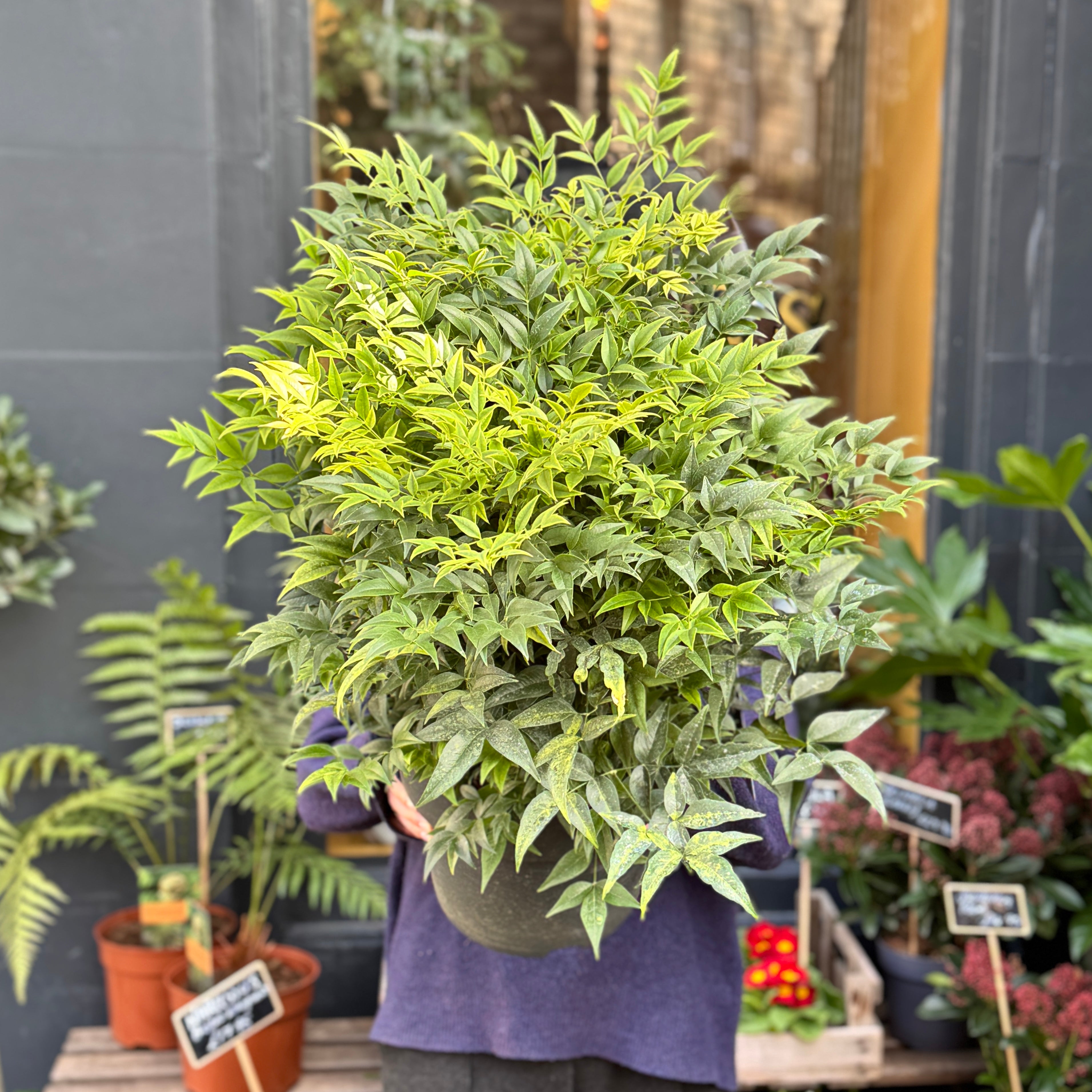 Nandina domestica ‘Lemon & Lime’