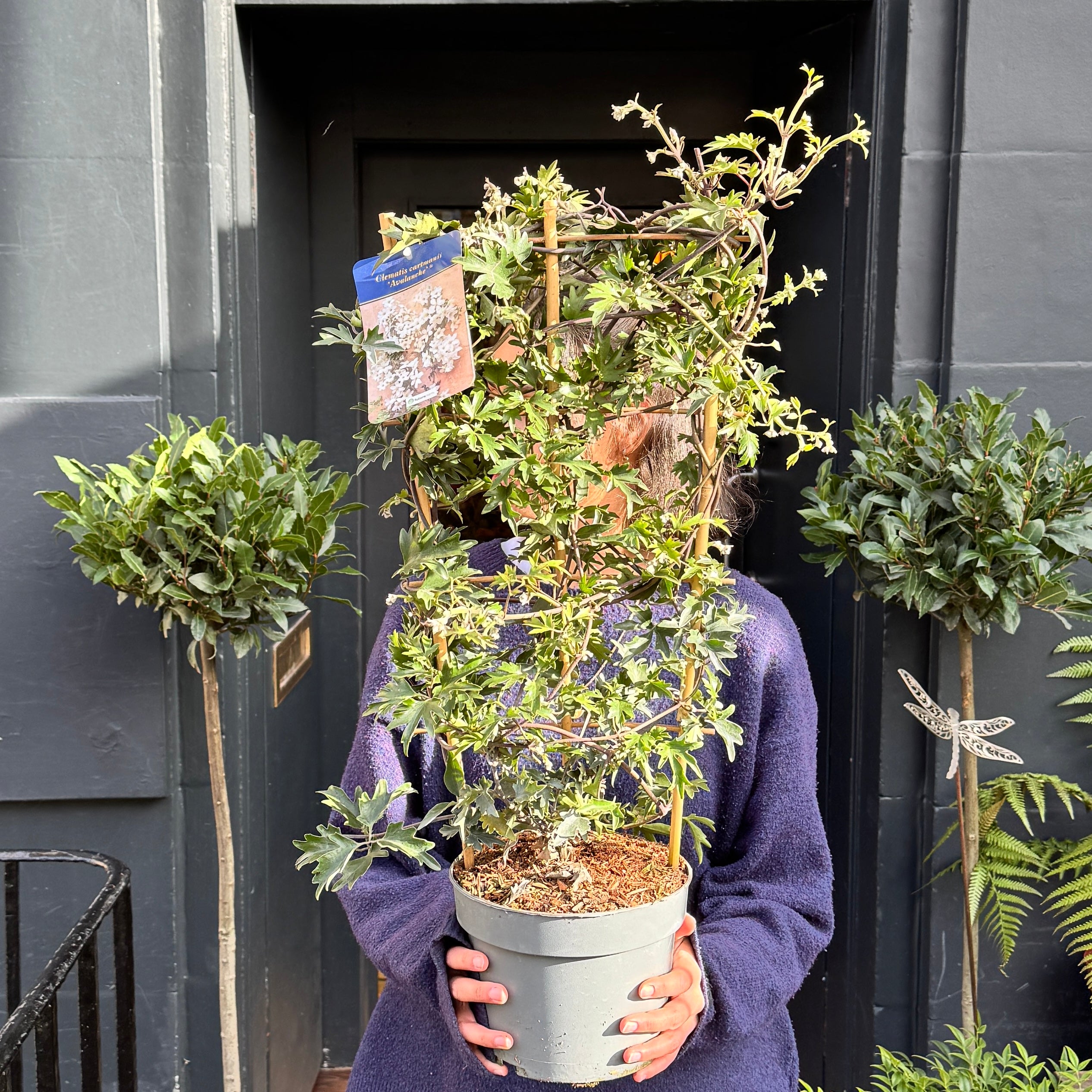 Clematis cartmanii ‘Avalanche’