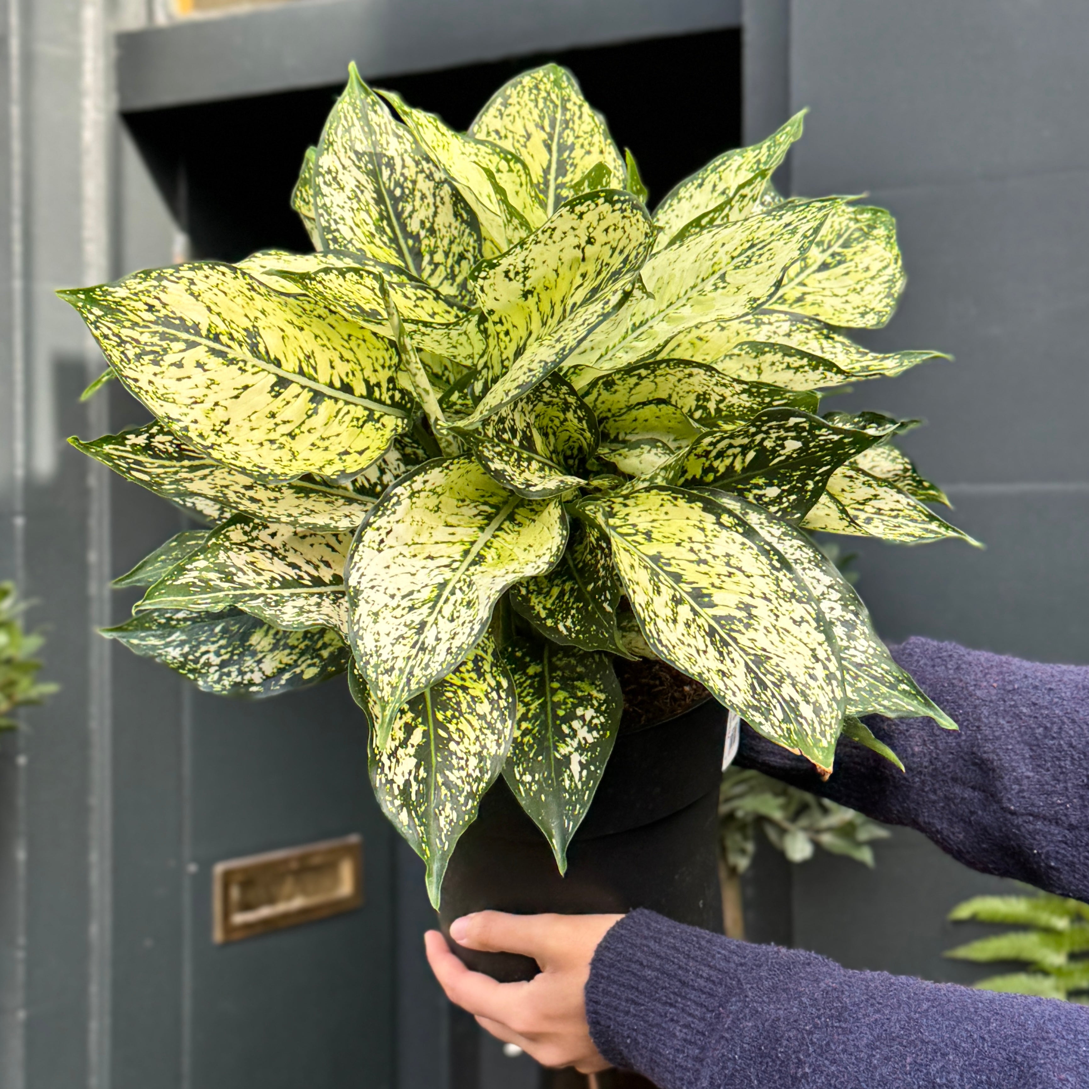 Aglaonema 'White Kiwi' XL