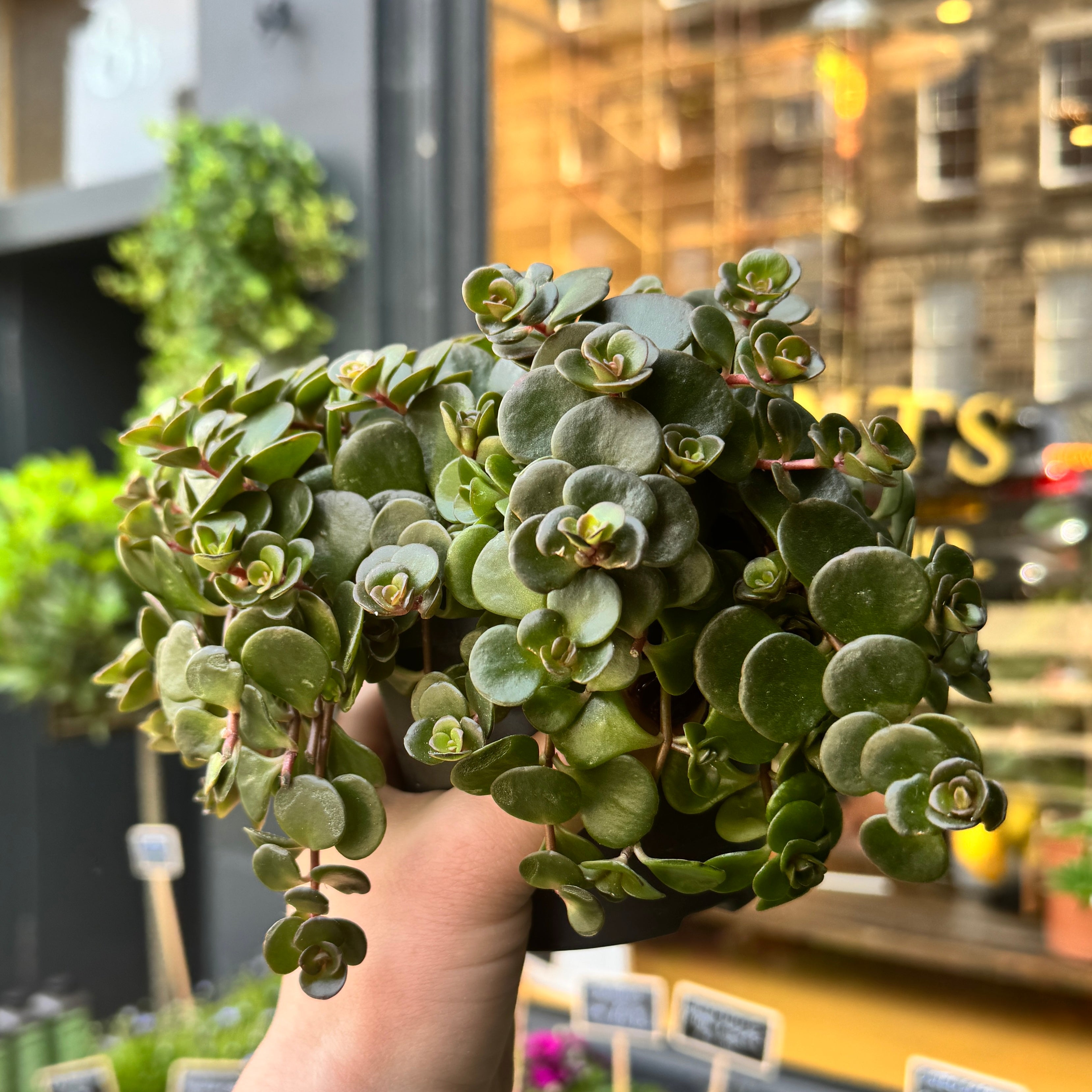 Sedum makinoi ‘Tornado’