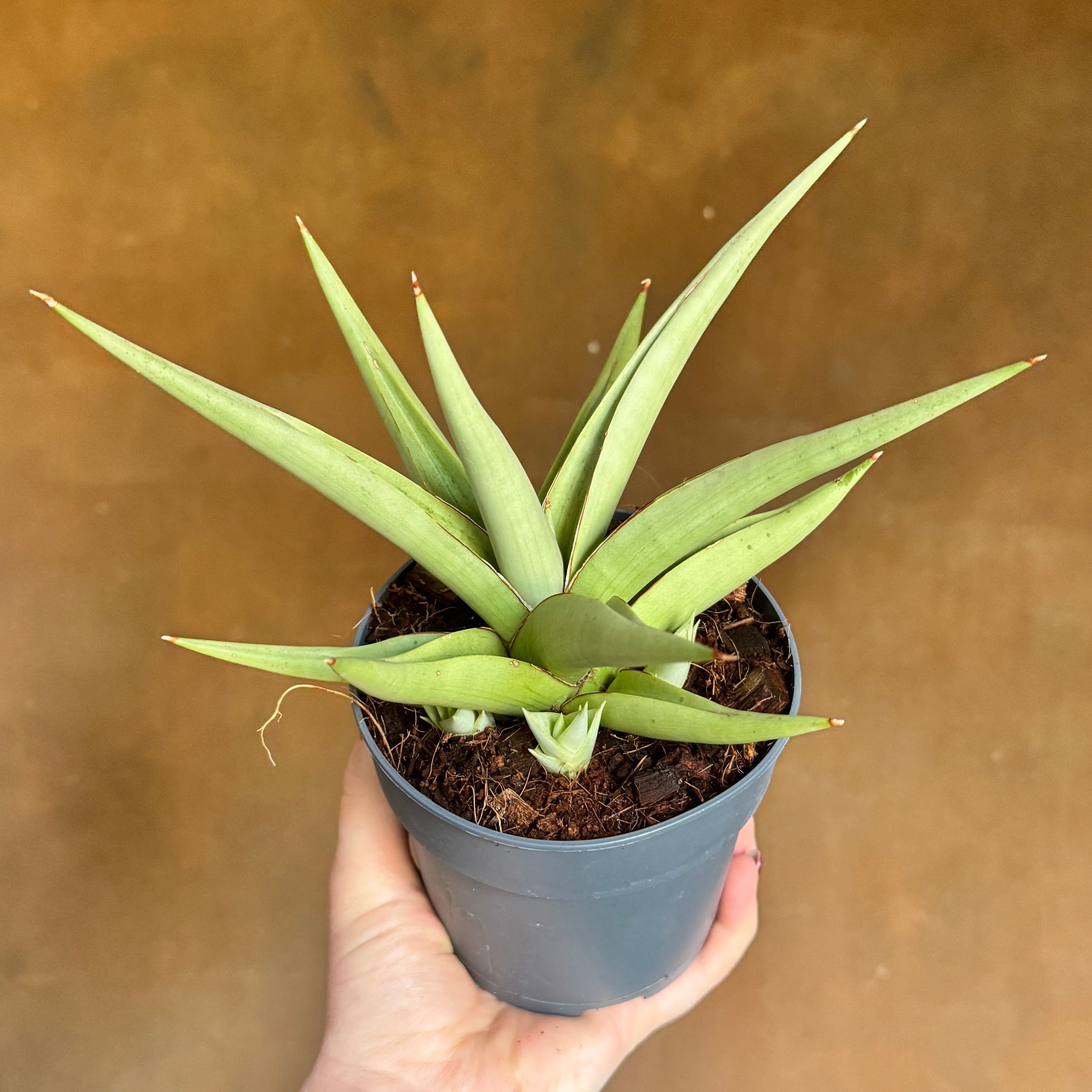 Sansevieria 'Chanin Crown'