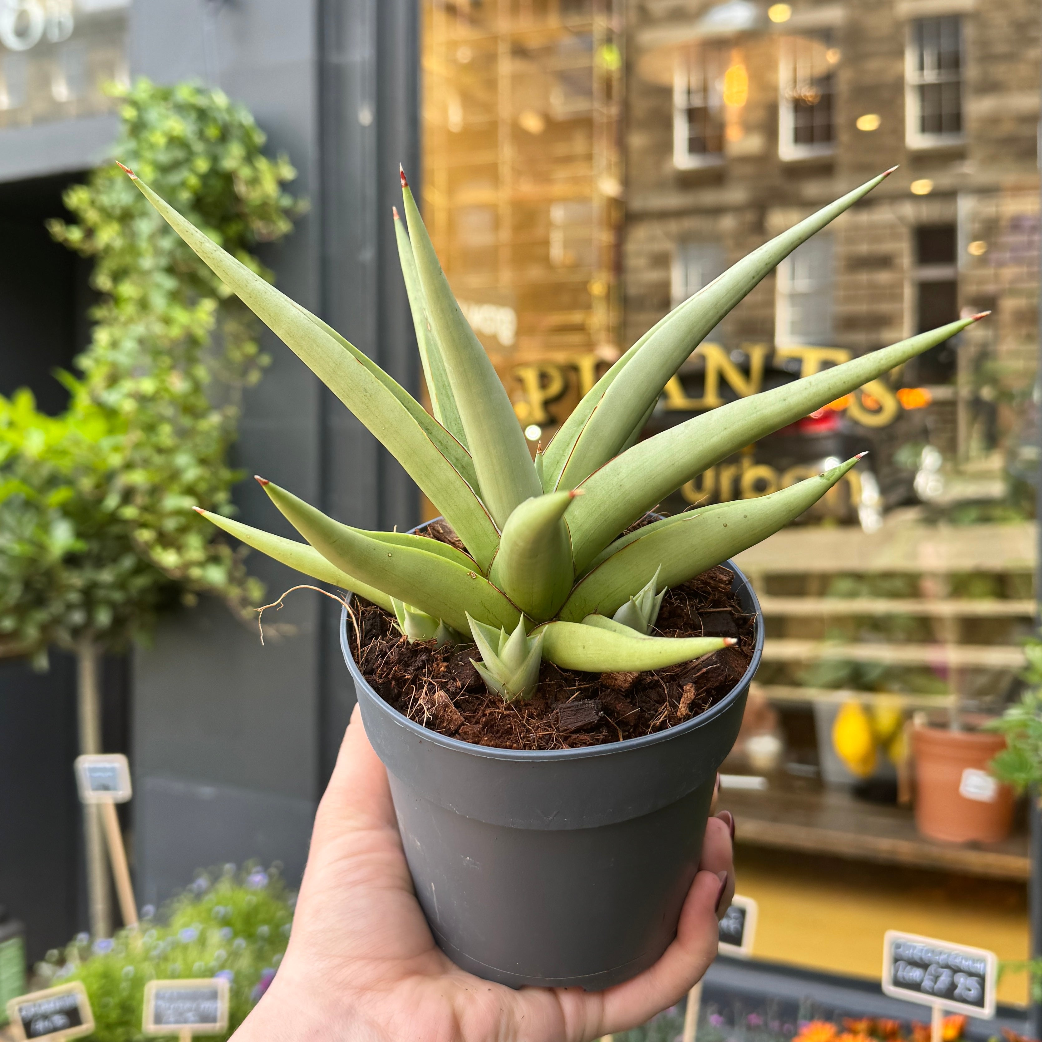 Sansevieria 'Chanin Crown'