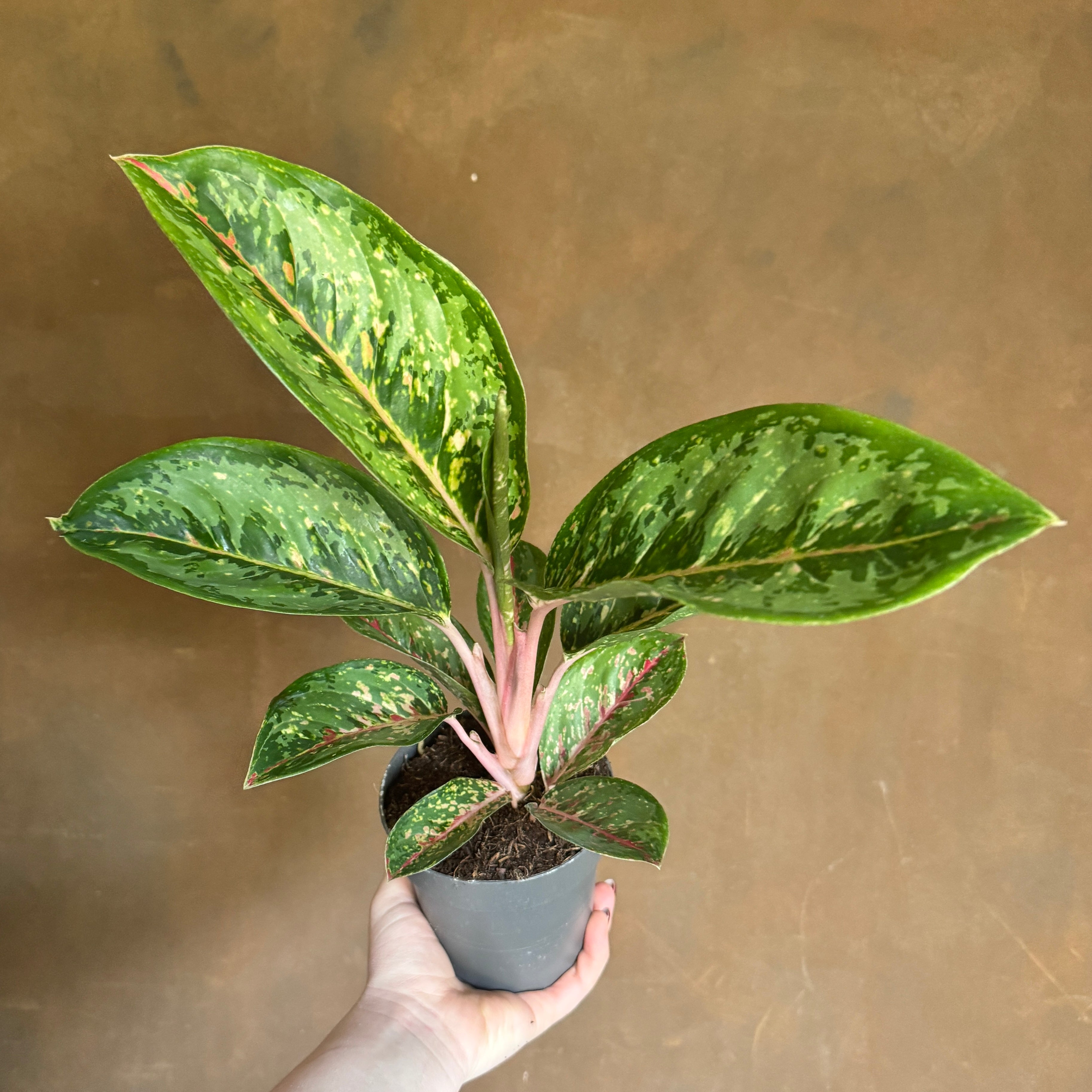 Aglaonema 'Camo Coralie'