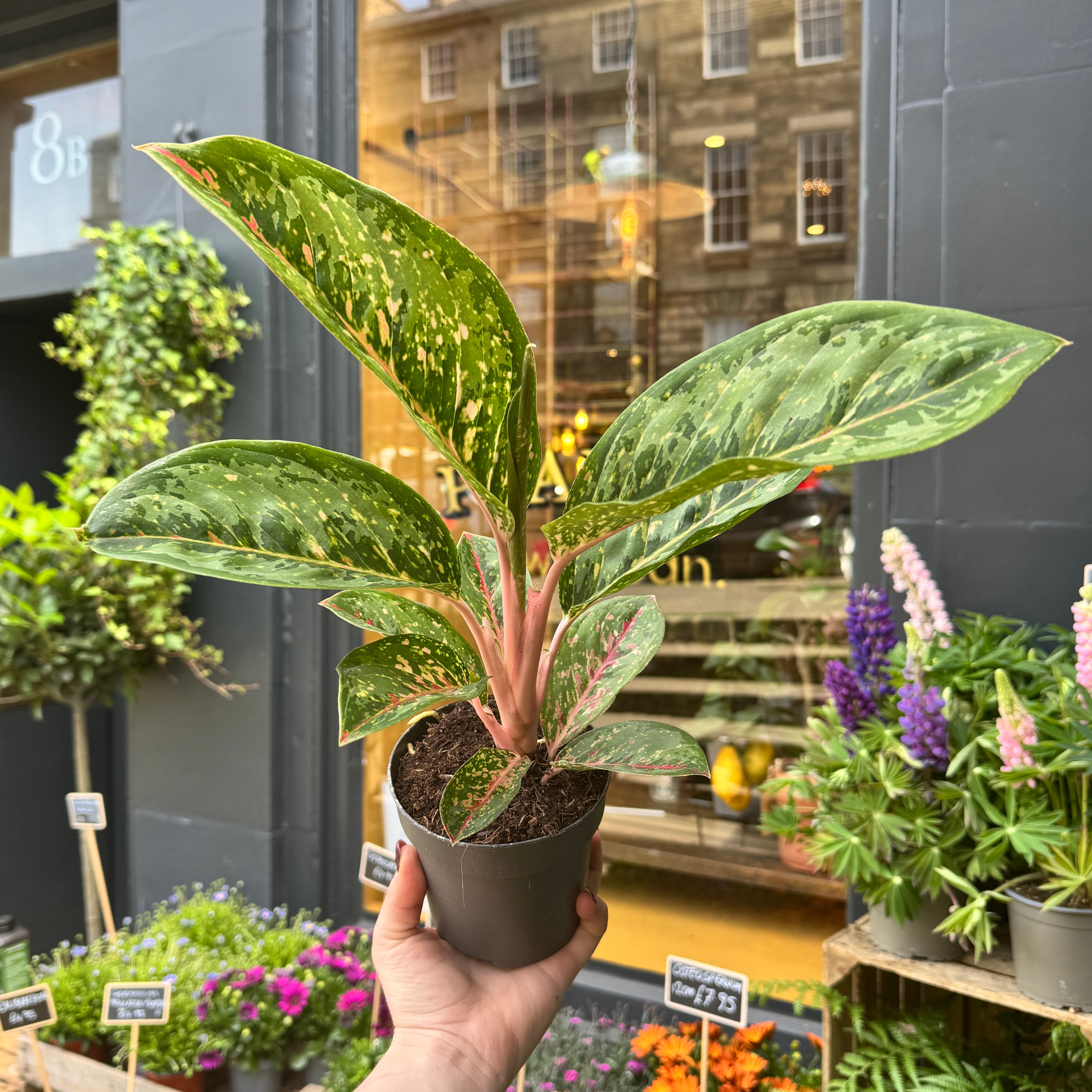Aglaonema 'Camo Coralie'