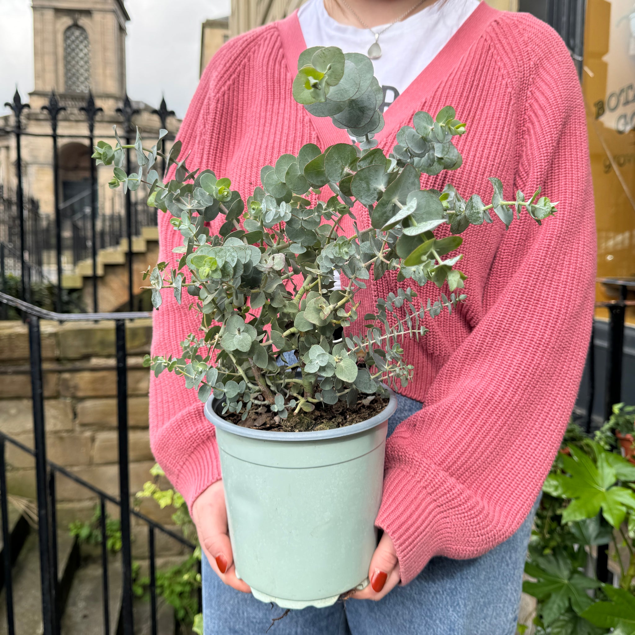 eucalyptus plant uk indoor Eucalyptus gunnii