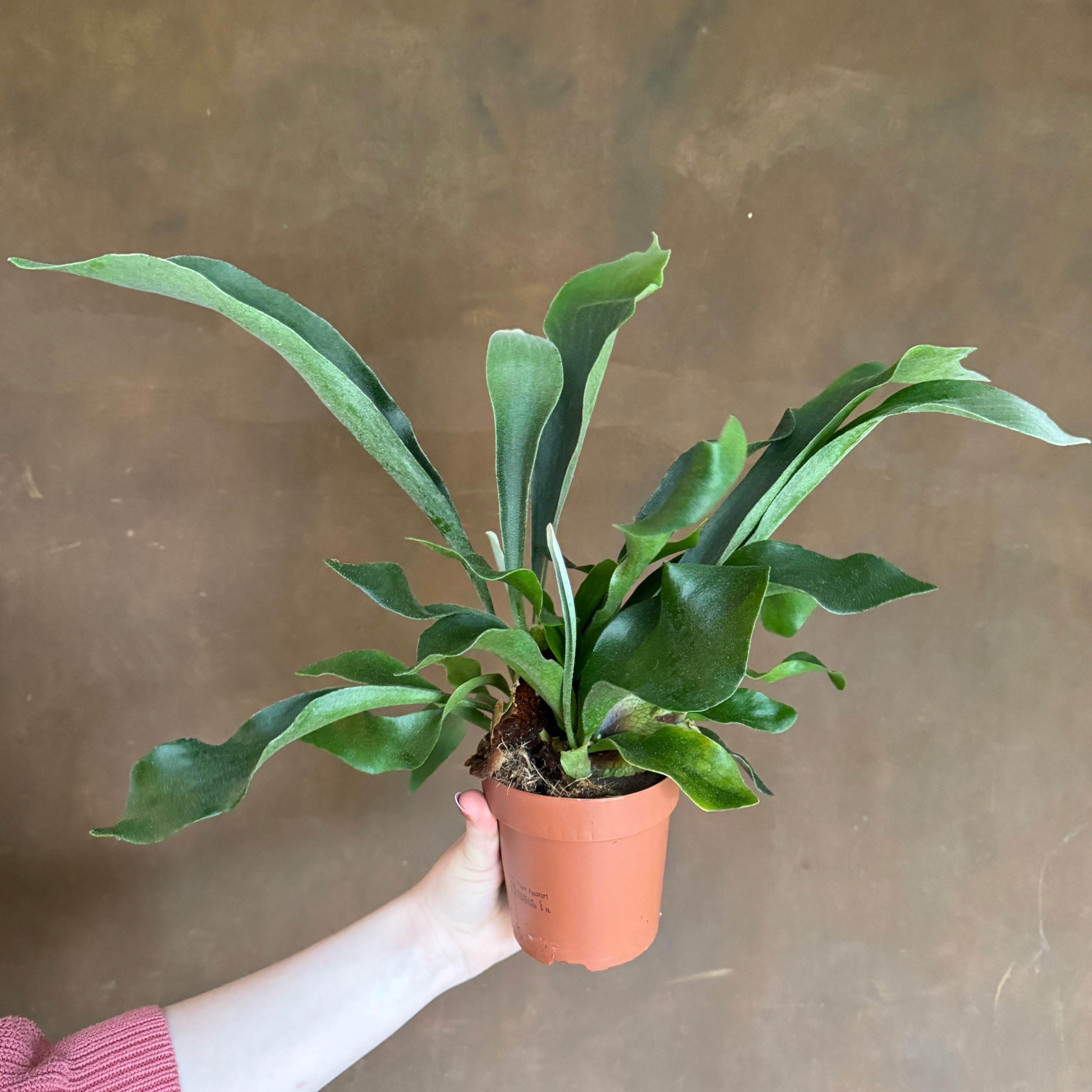 Platycerium bifurcatum