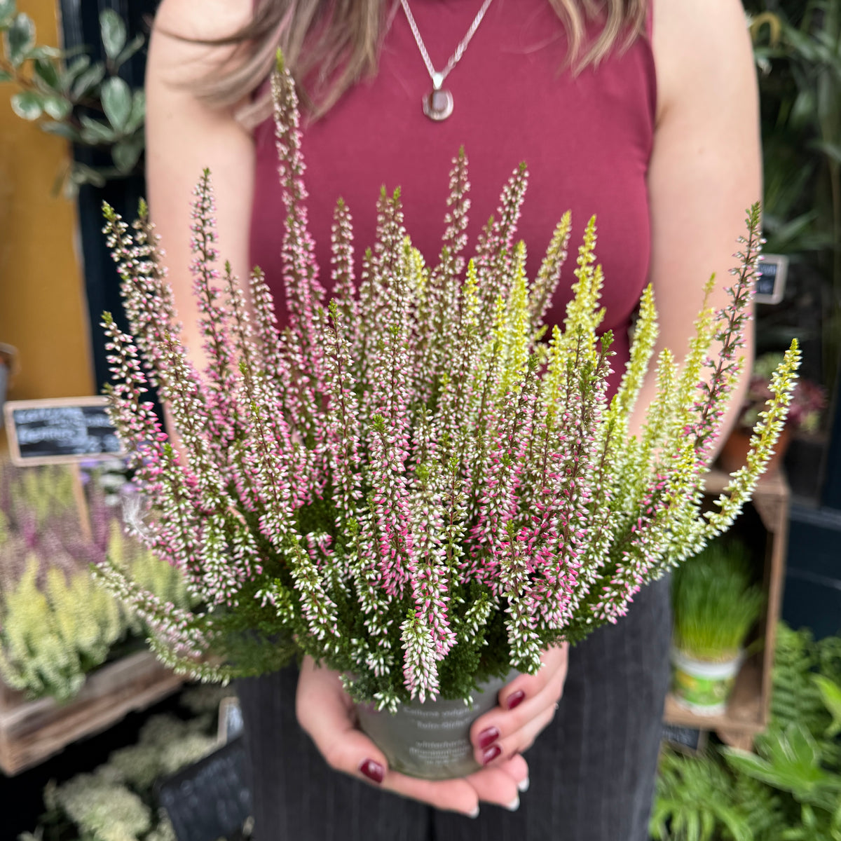 Calluna vulgaris Garden Girls® ‘Twin Girls’