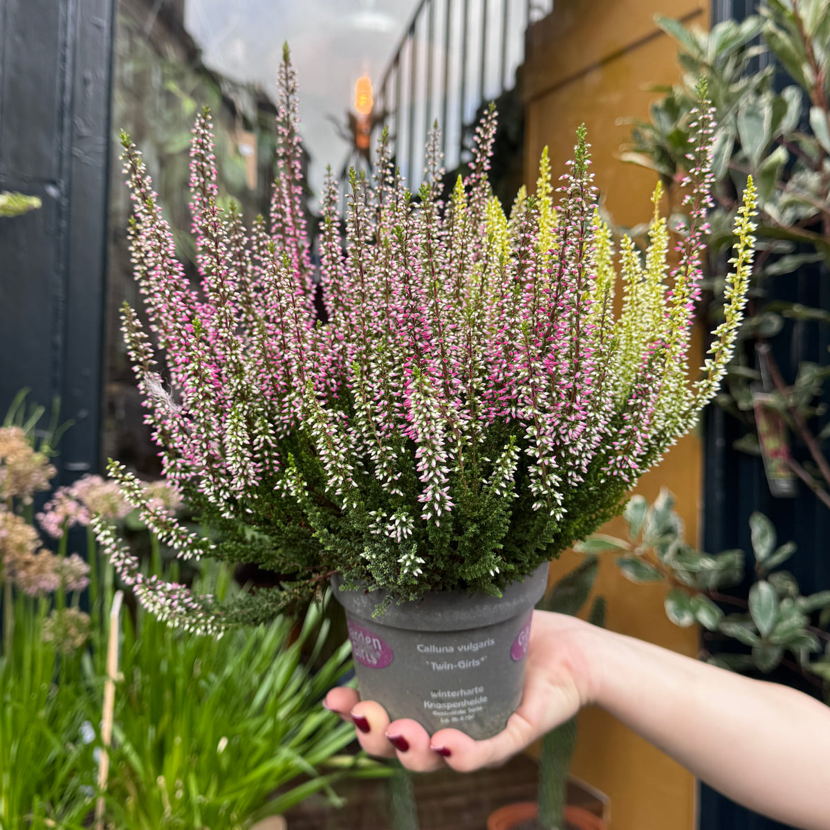 Calluna vulgaris Garden Girls® ‘Twin Girls’