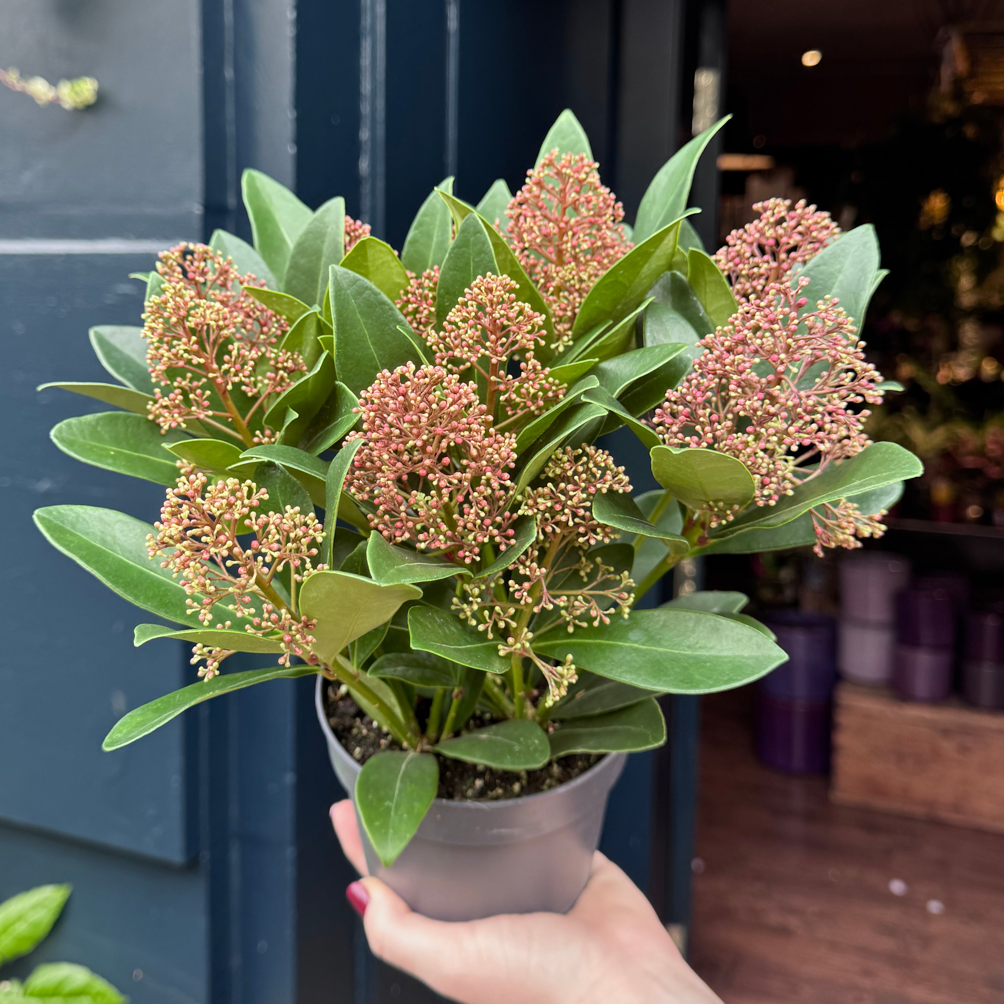 Skimmia japonica 'Rubella'