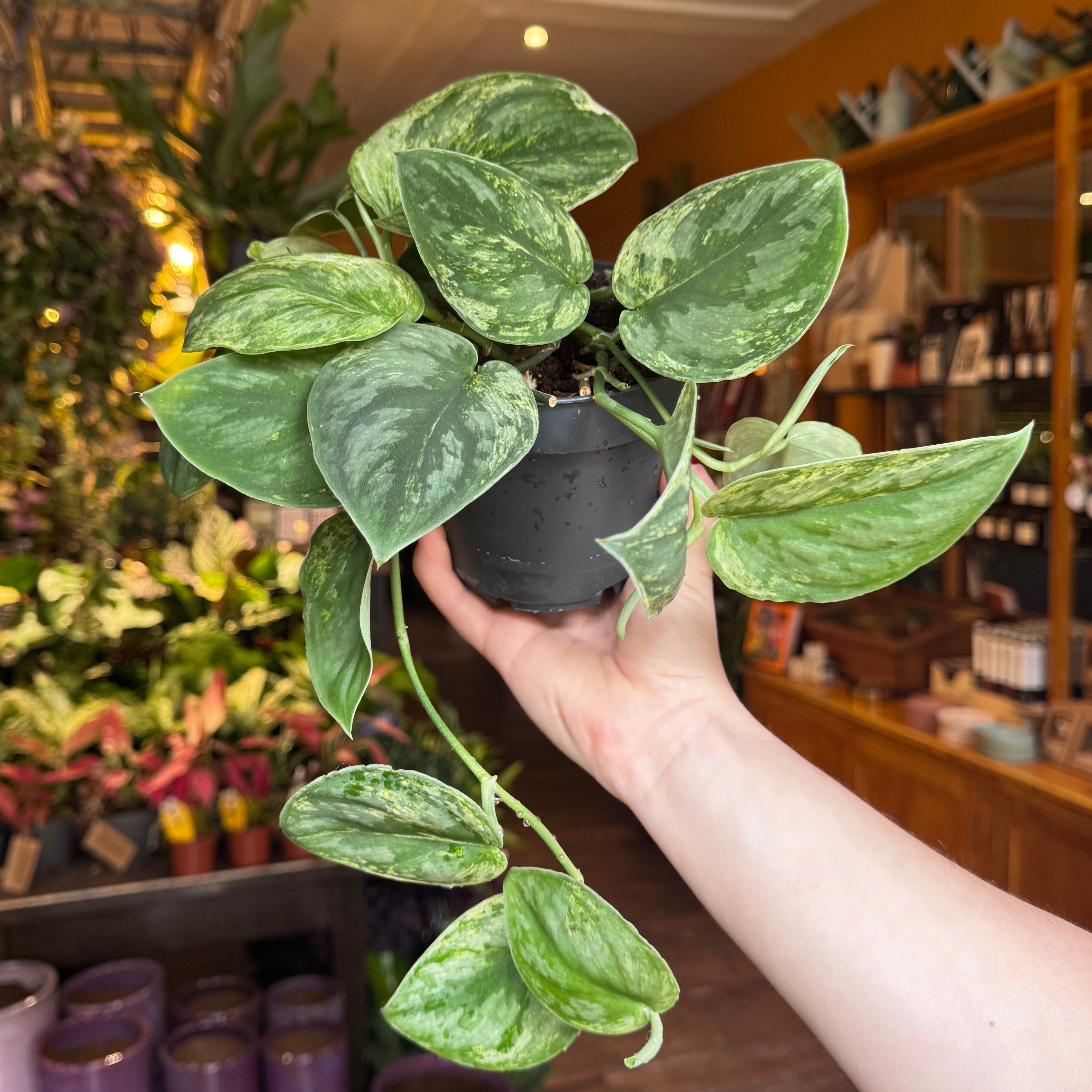 A person's hand holding a Scindapsus 'Silver Knight' with variegated green and white heart-shaped leaves, photographed in a plant shop with shelves and other plants in the background.