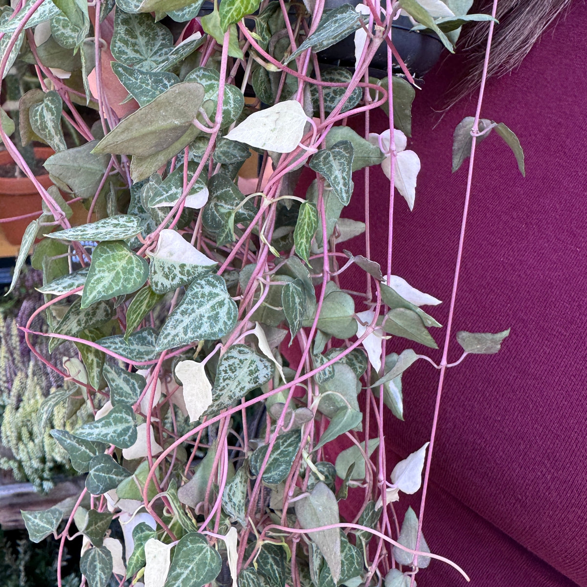 Ceropegia woodii 'Luuk' (hangpot)