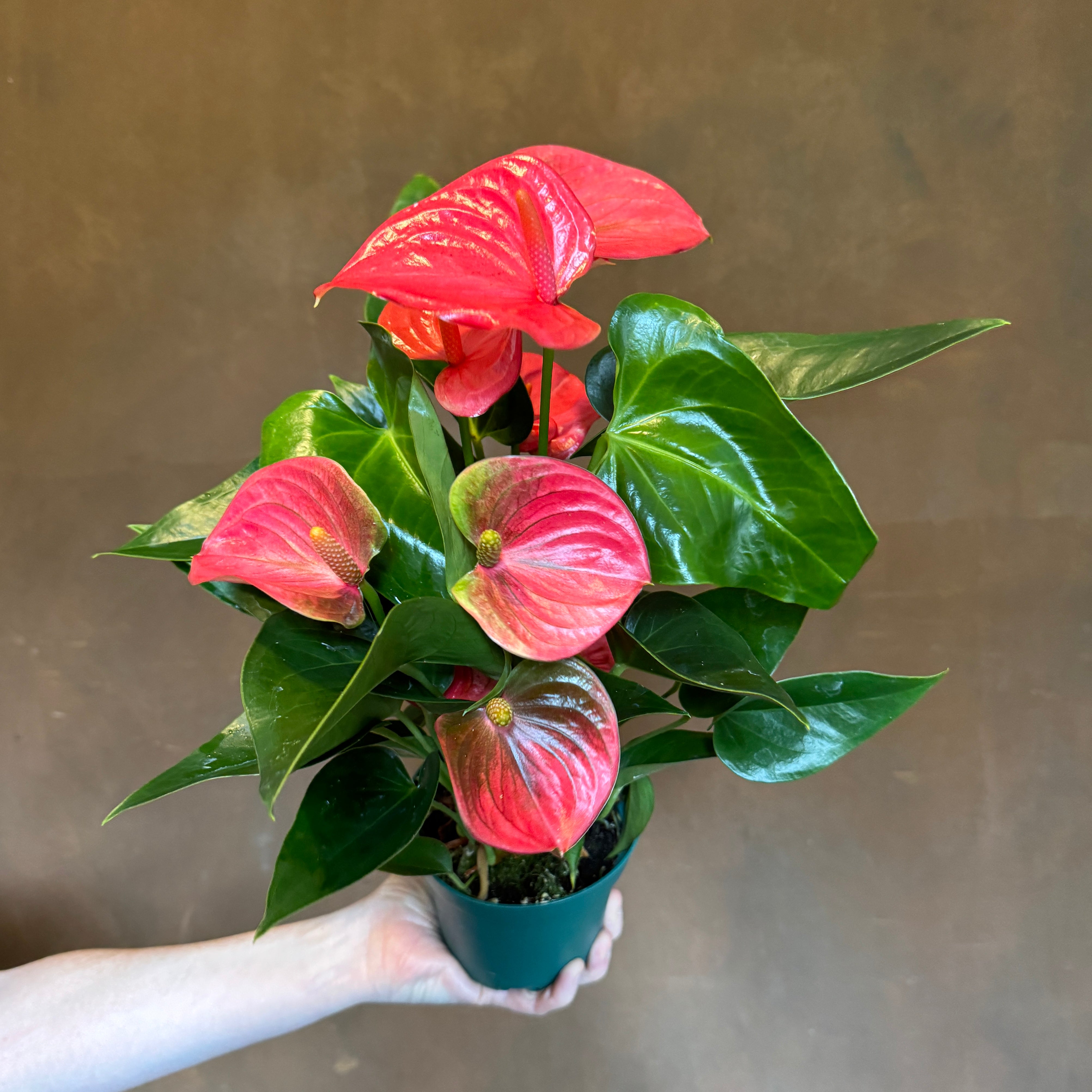 Anthurium ‘Sweet Dream’