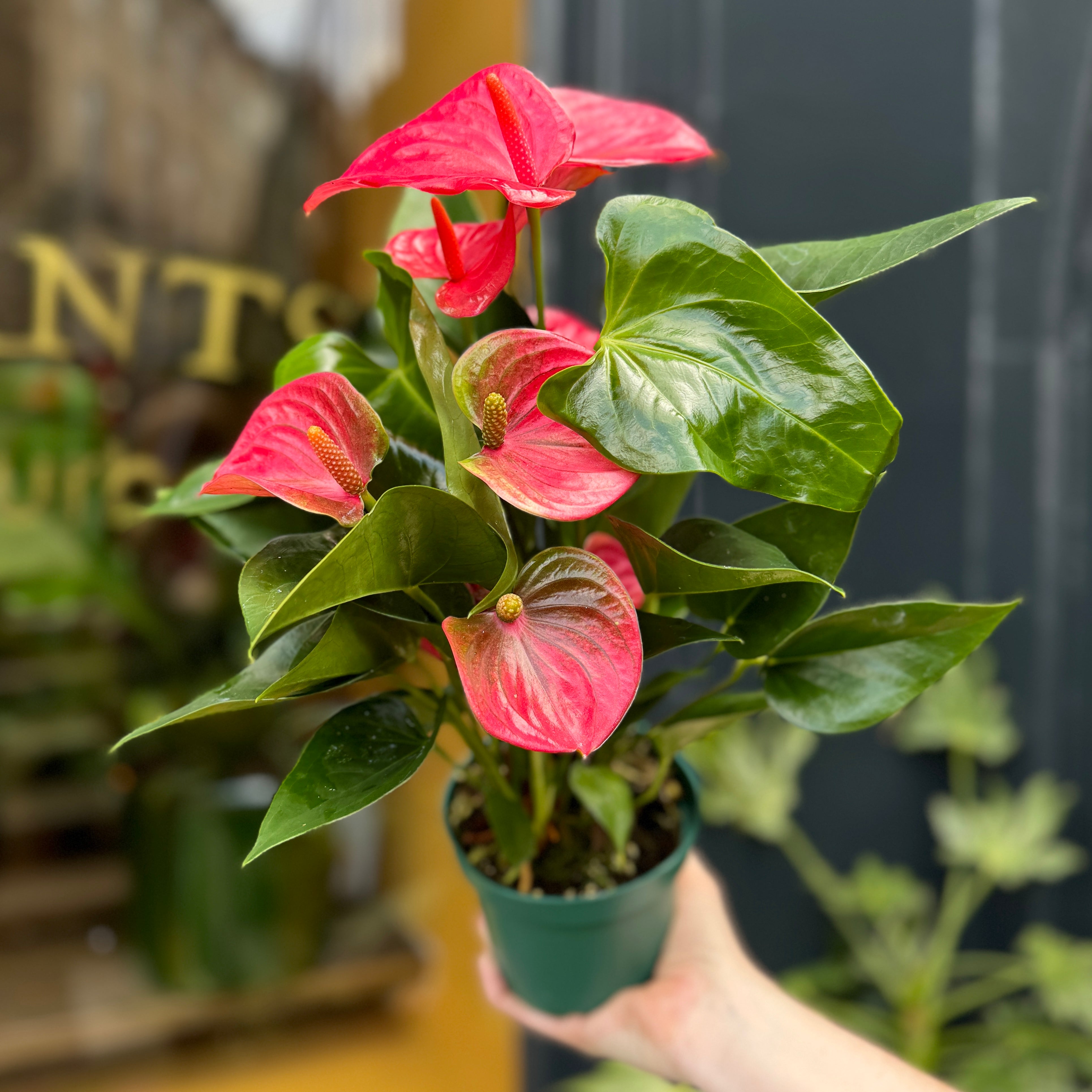 Anthurium ‘Sweet Dream’
