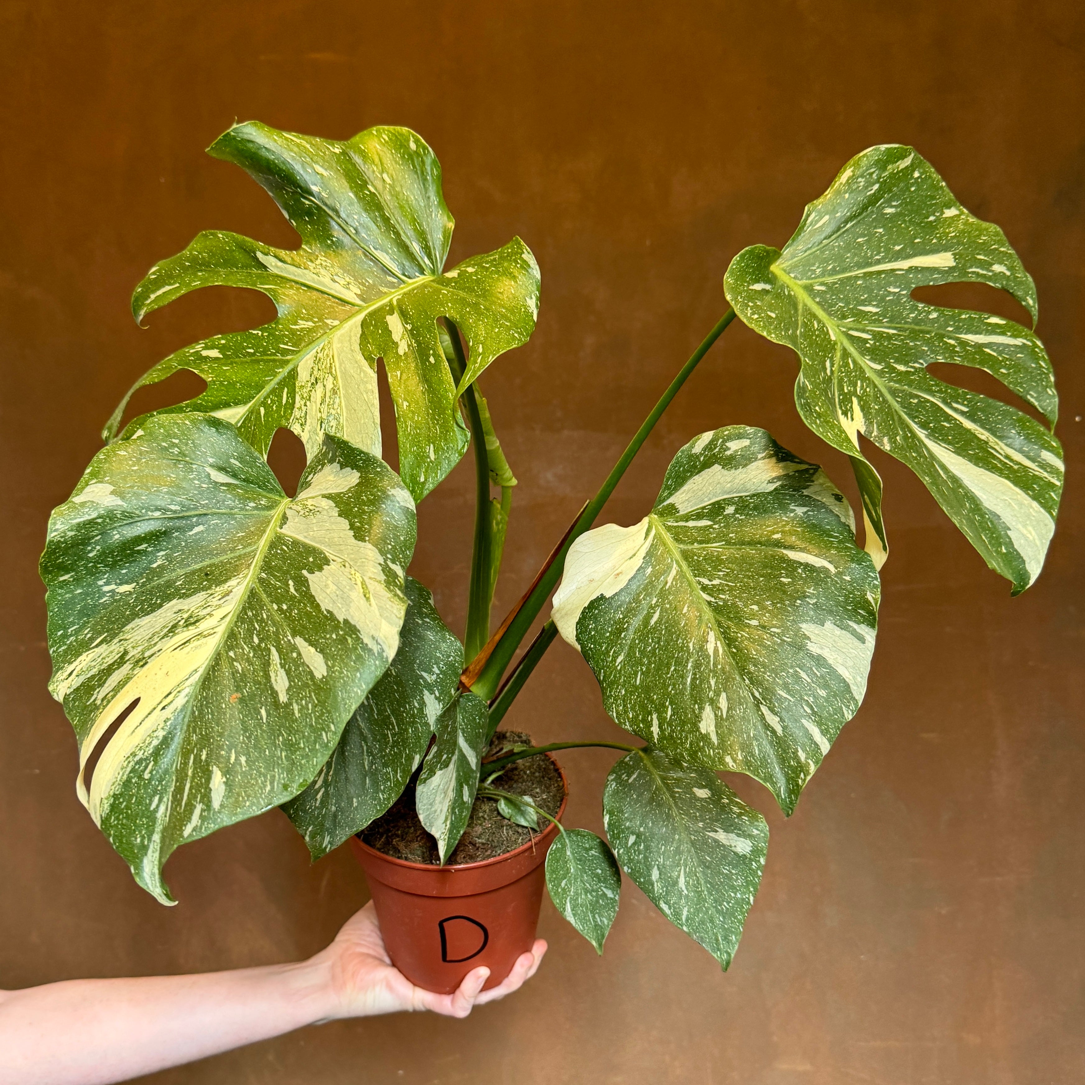 Monstera deliciosa ‘Thai Constellation’