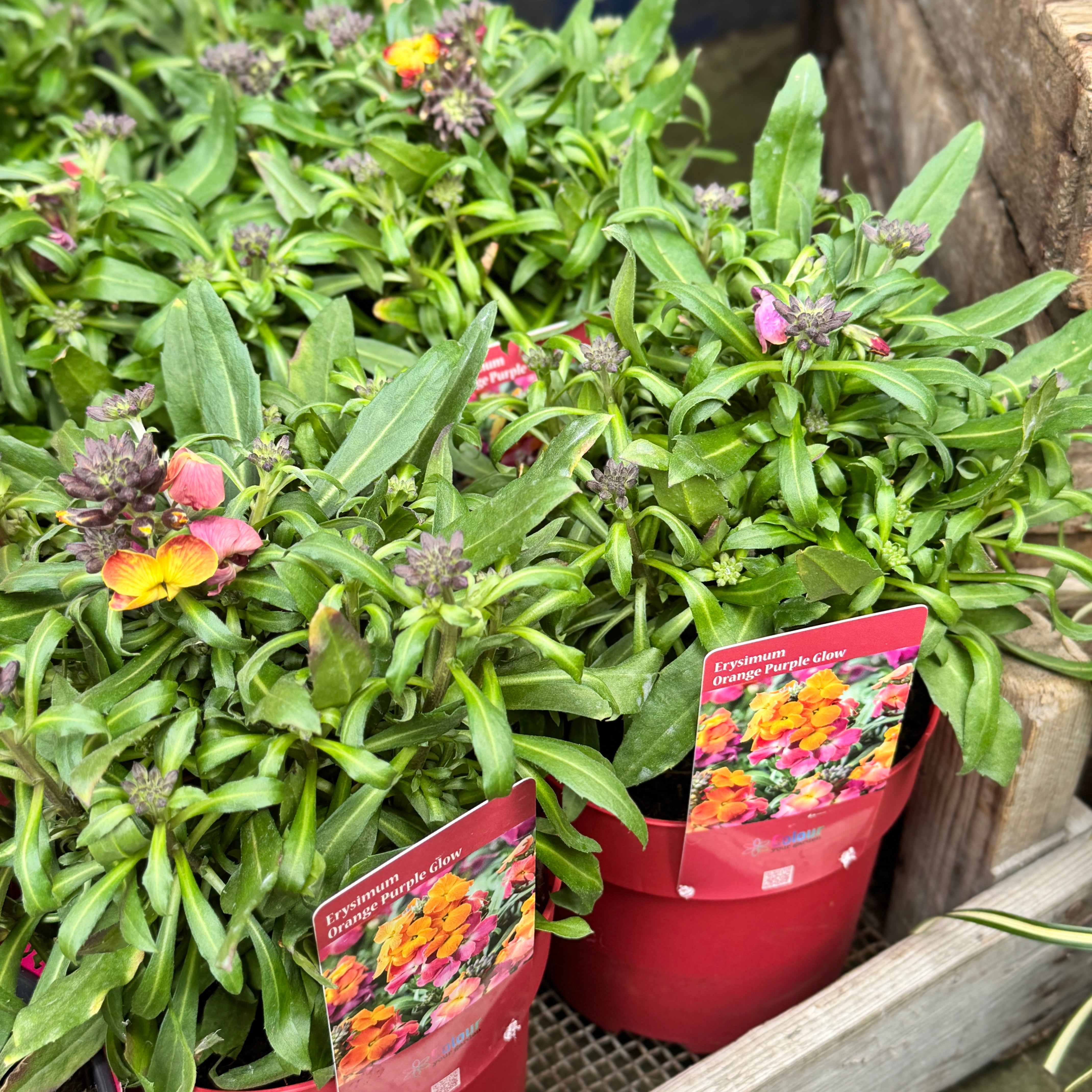 Erysimum ‘Leya Purple Glow’