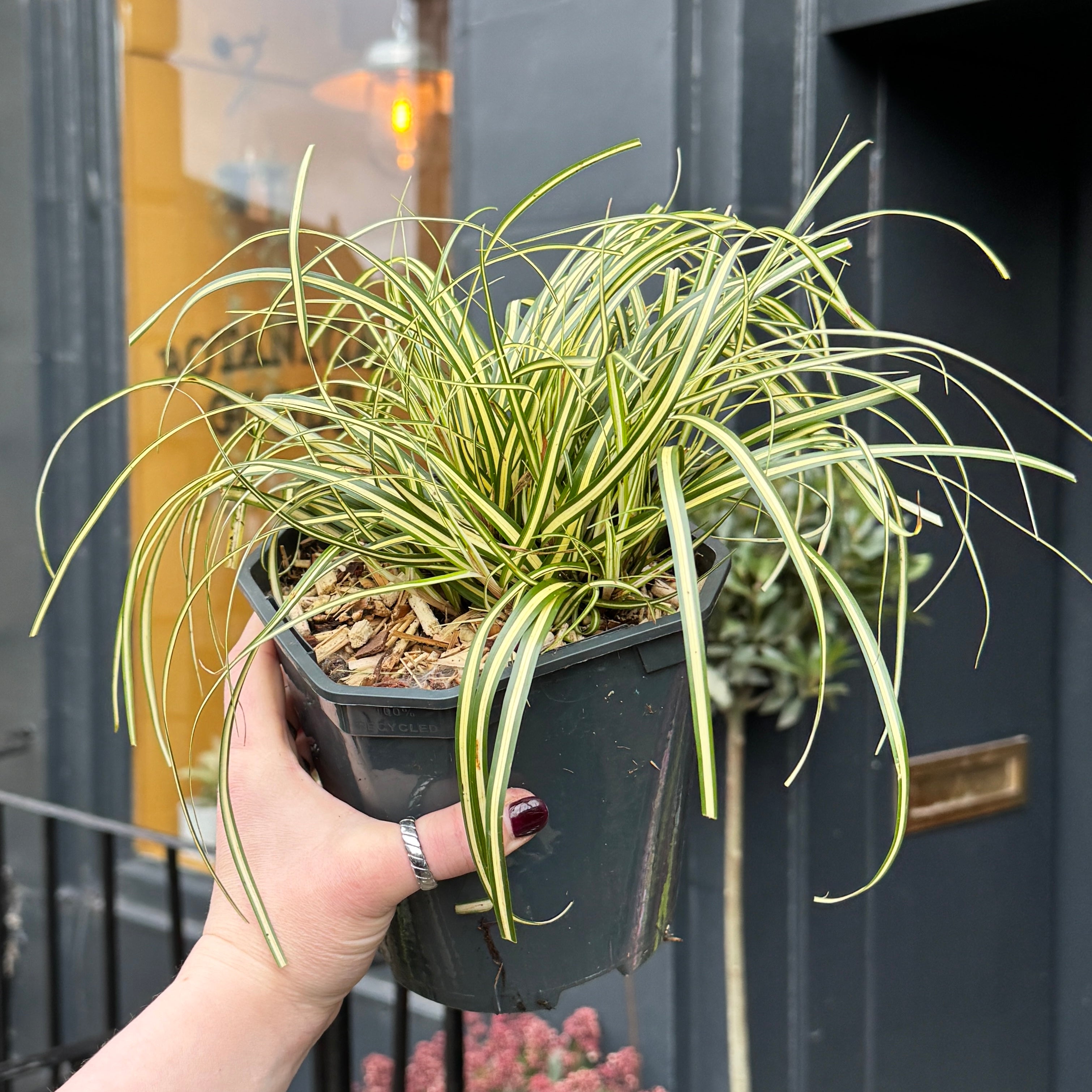 Carex oshimensis ‘Evergold’ - 17cm pot