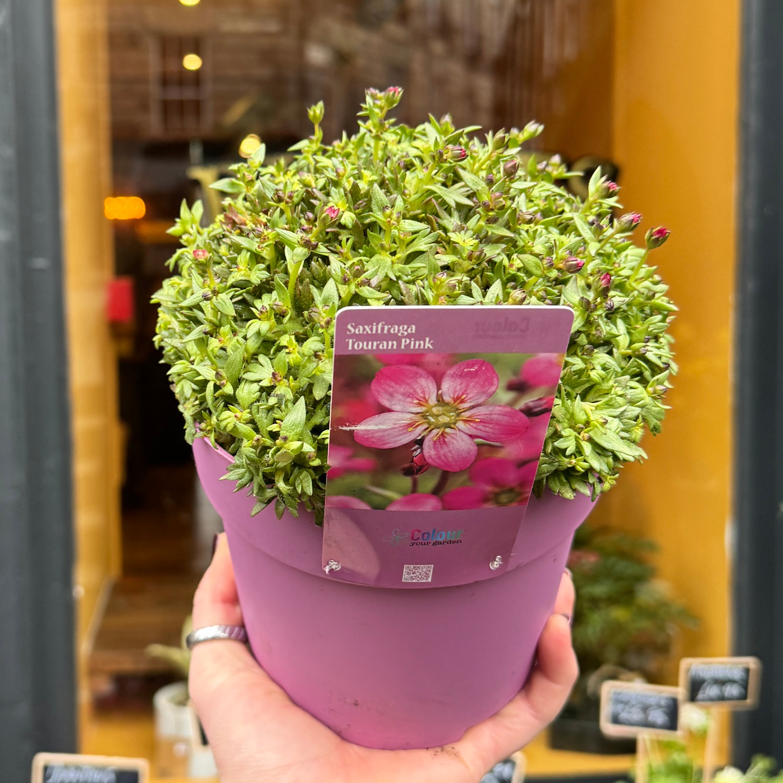 Saxifraga x arendsii ‘Touran Pink’