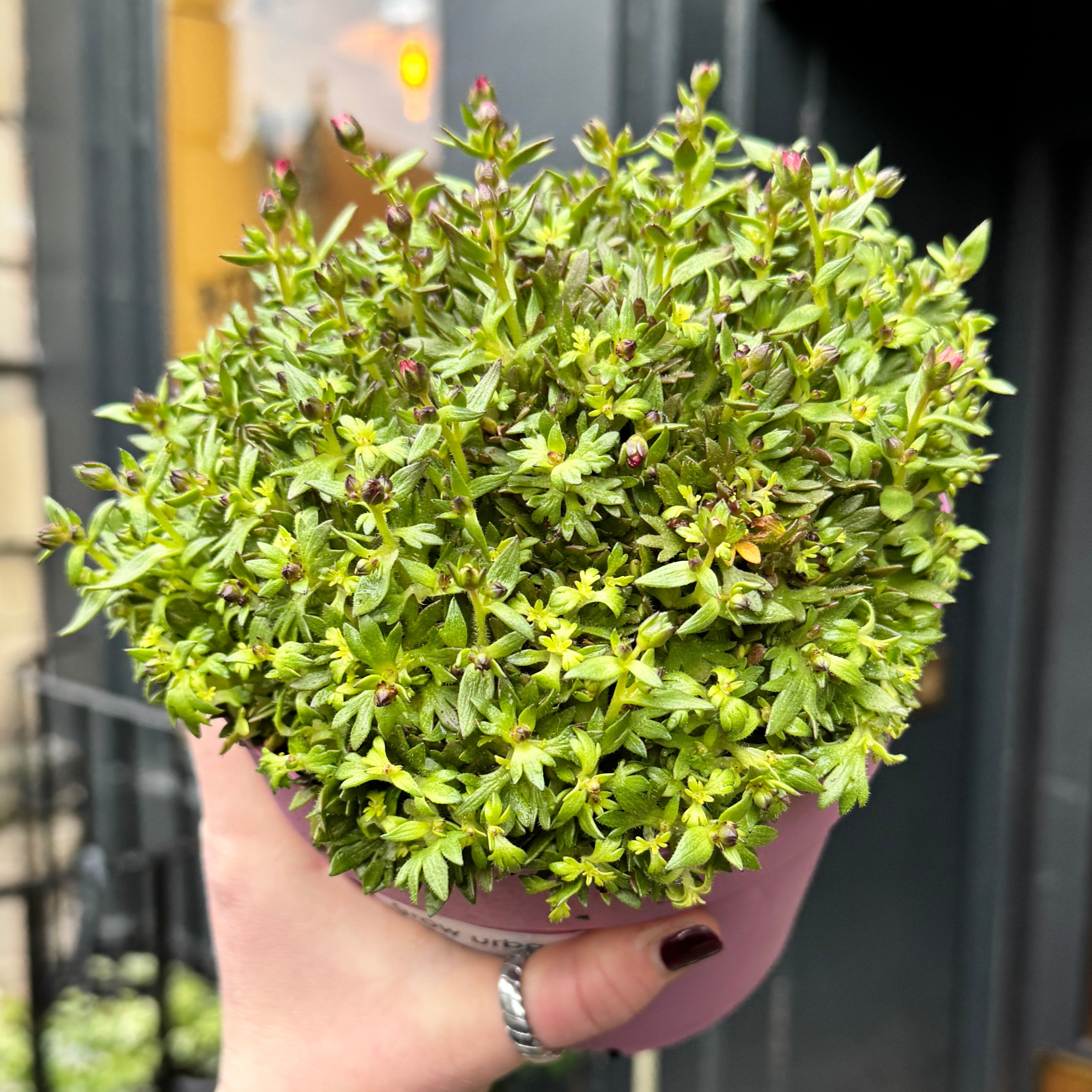 Saxifraga x arendsii ‘Touran Pink’
