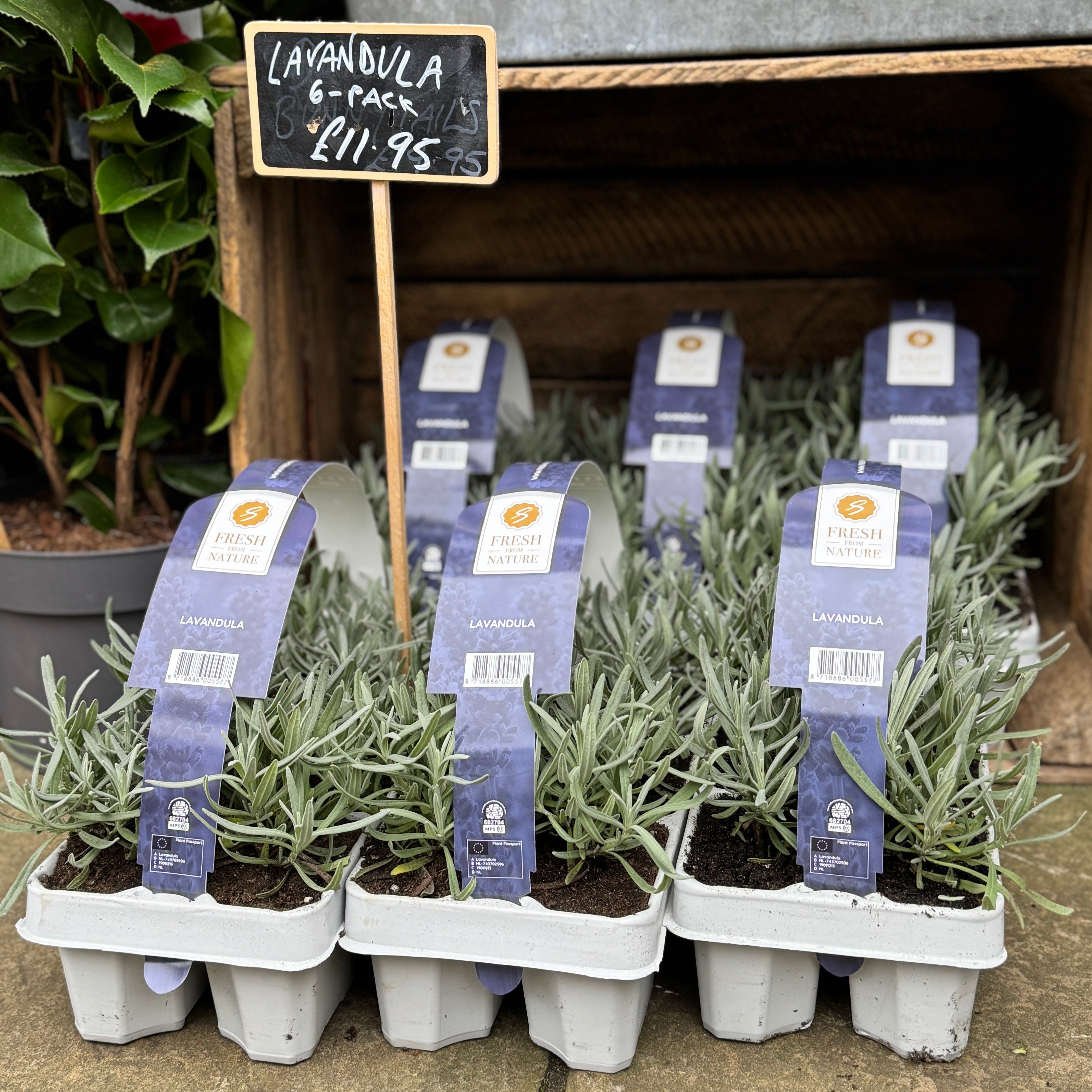 Row of potted lavender plants with price tags and a sign in a garden setting.