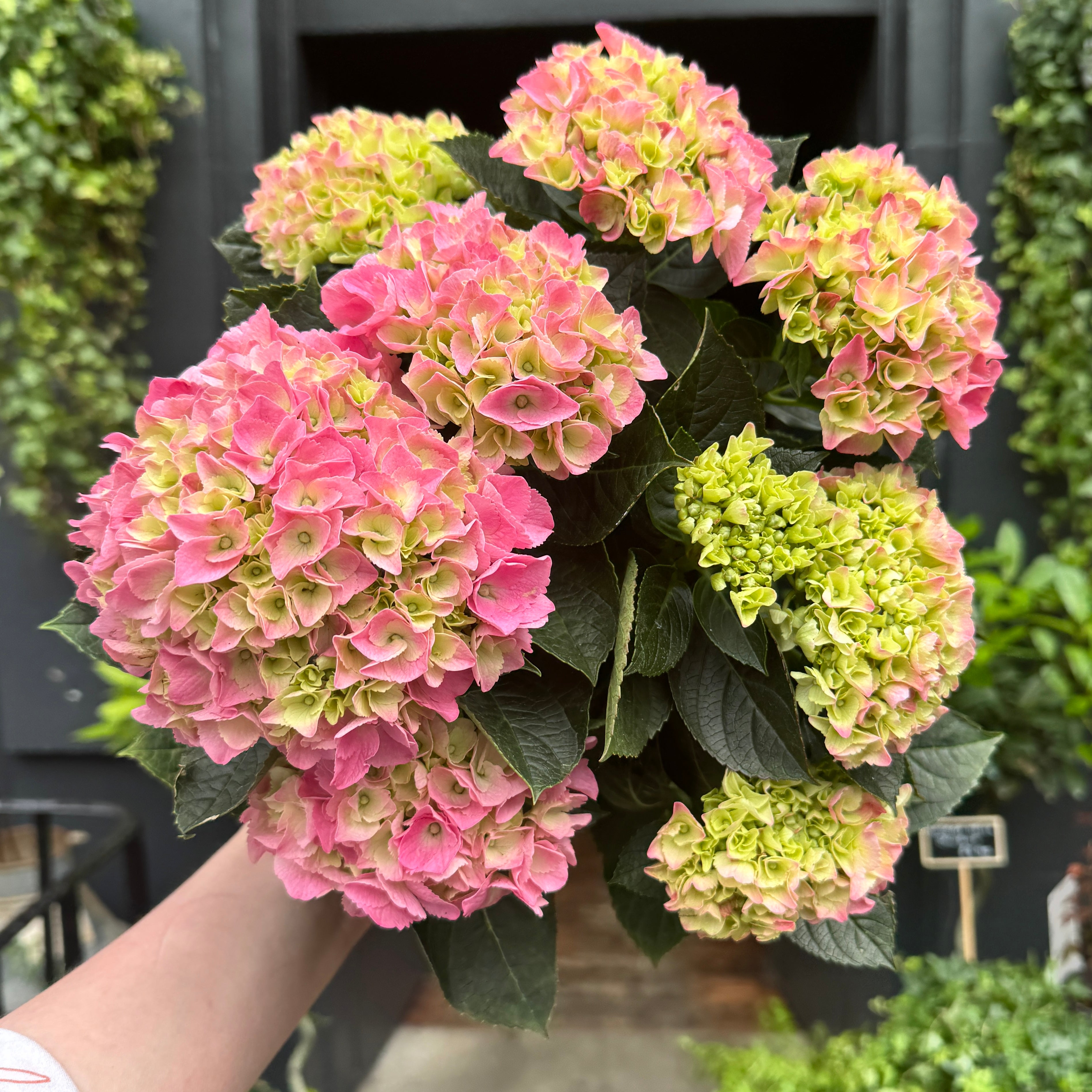 Hydrangea 'Pink'