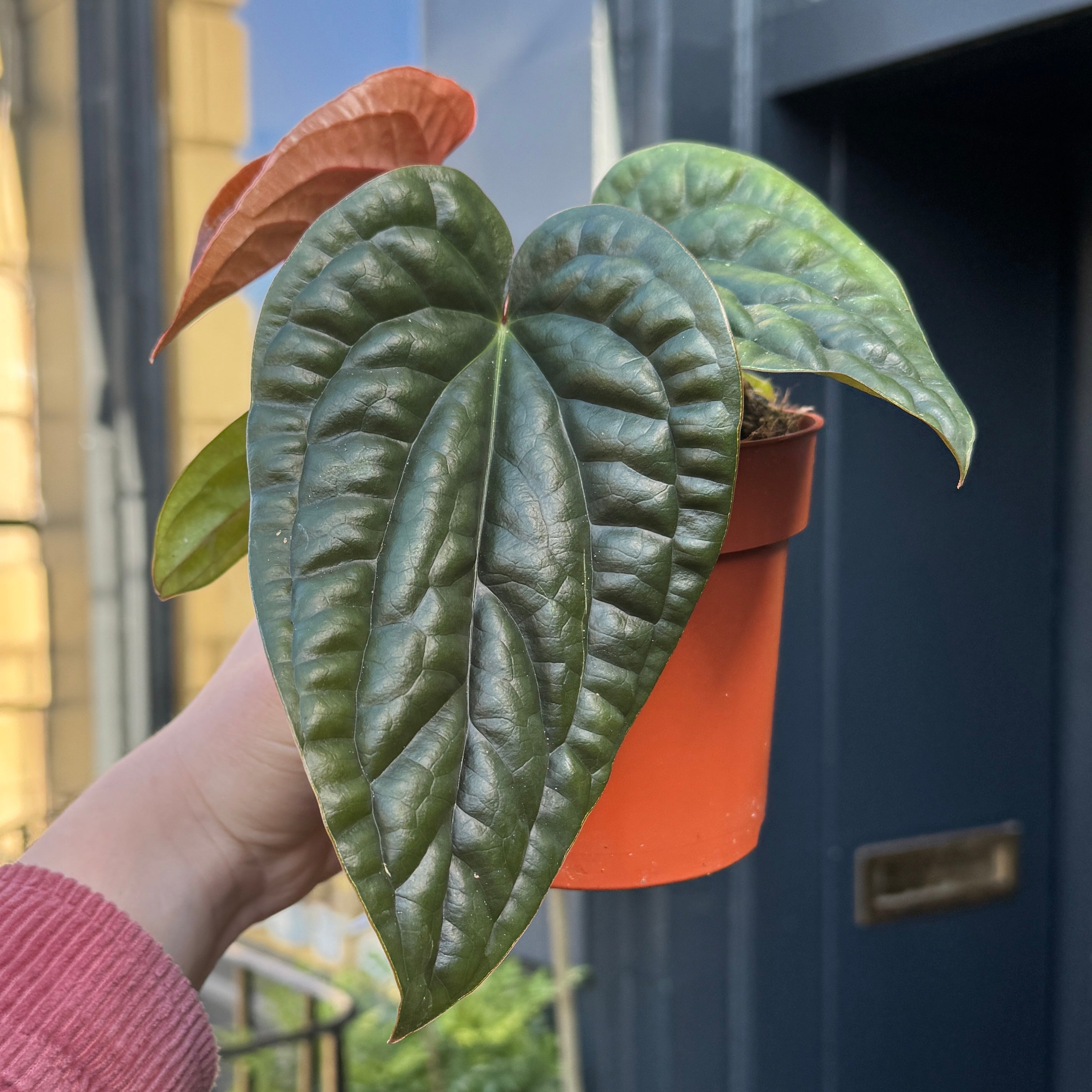 Anthurium radicans x luxurians